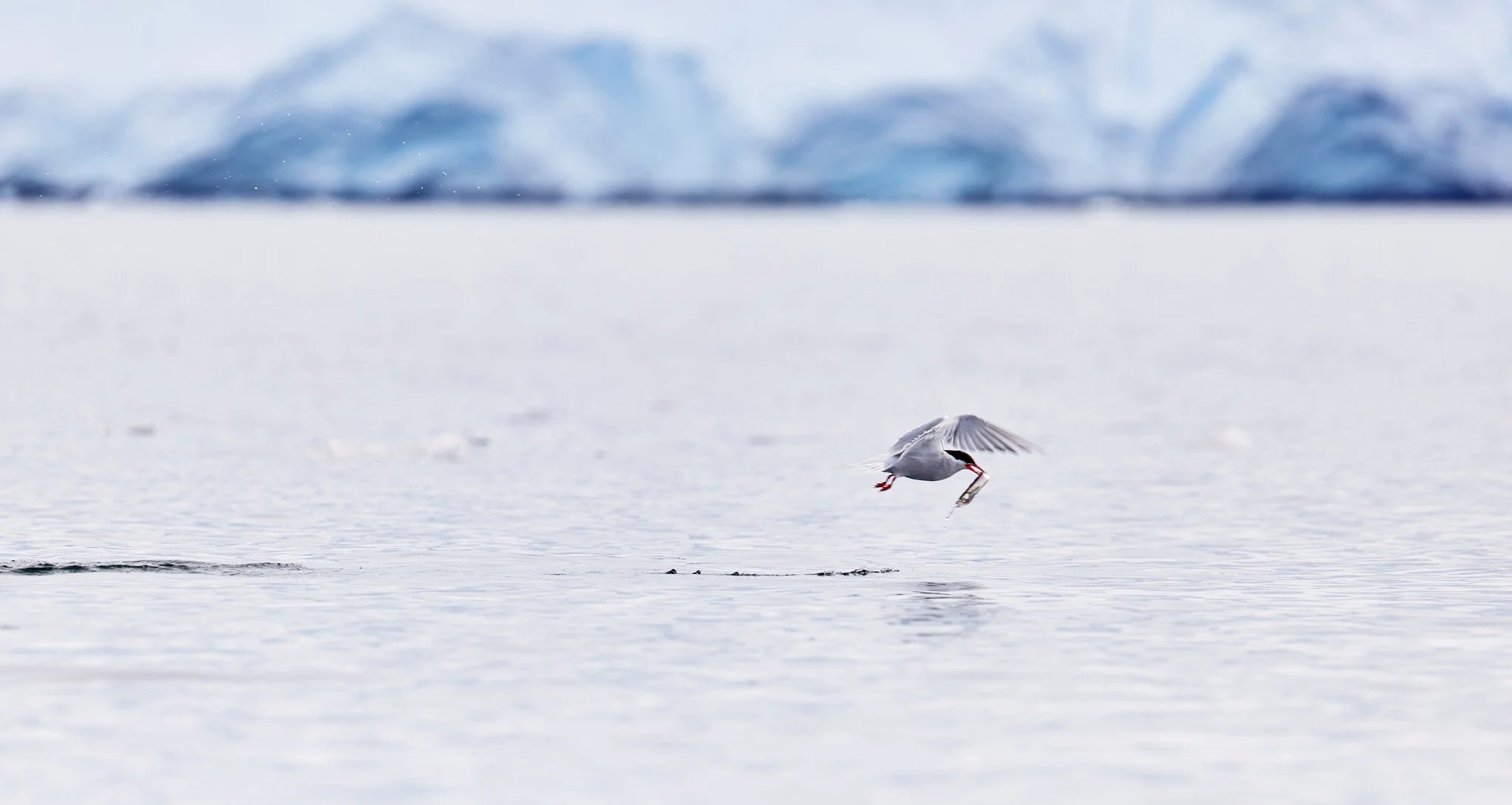 AntarticaRAW_10657.jpg