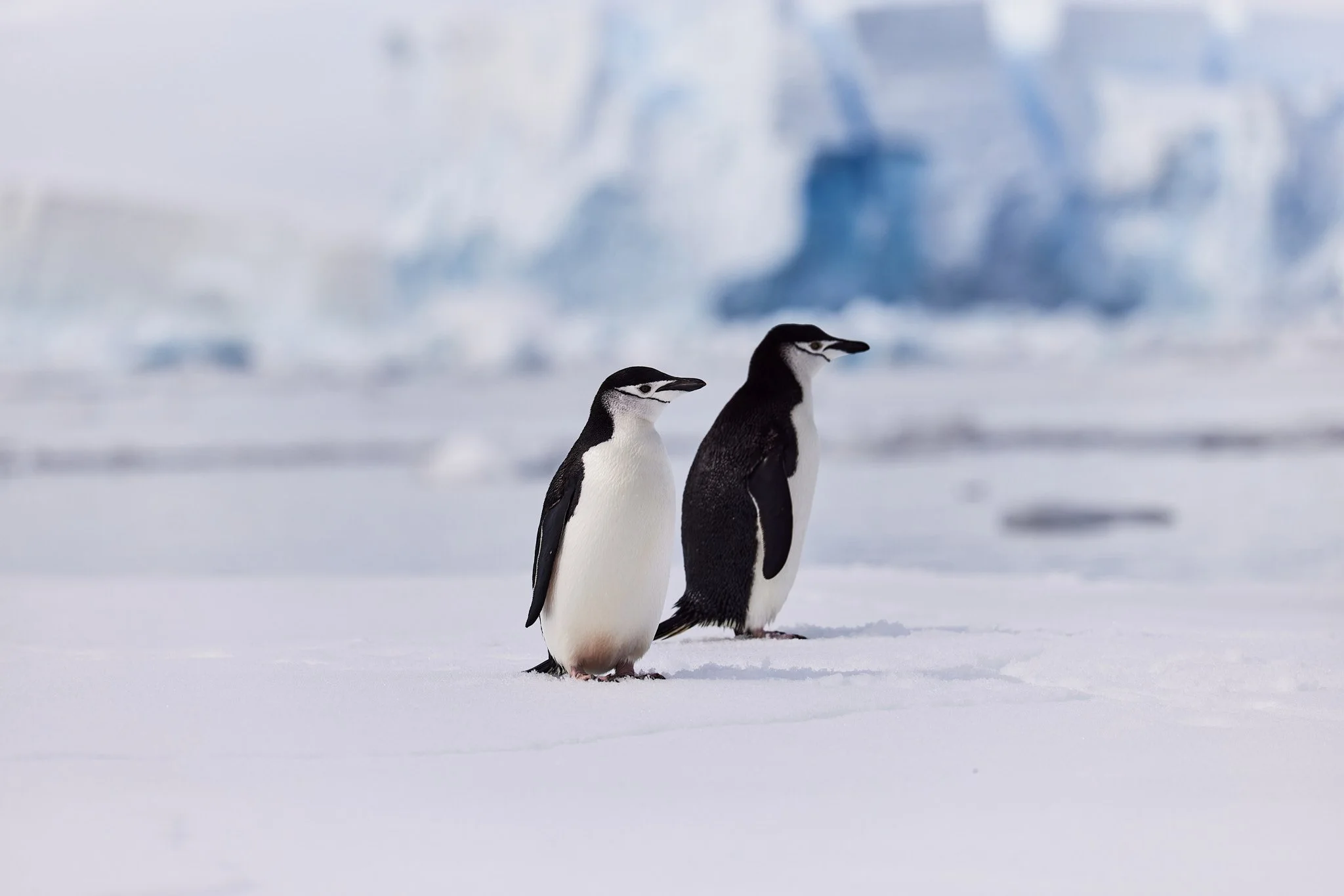 AntarticaRAW_10616.jpg