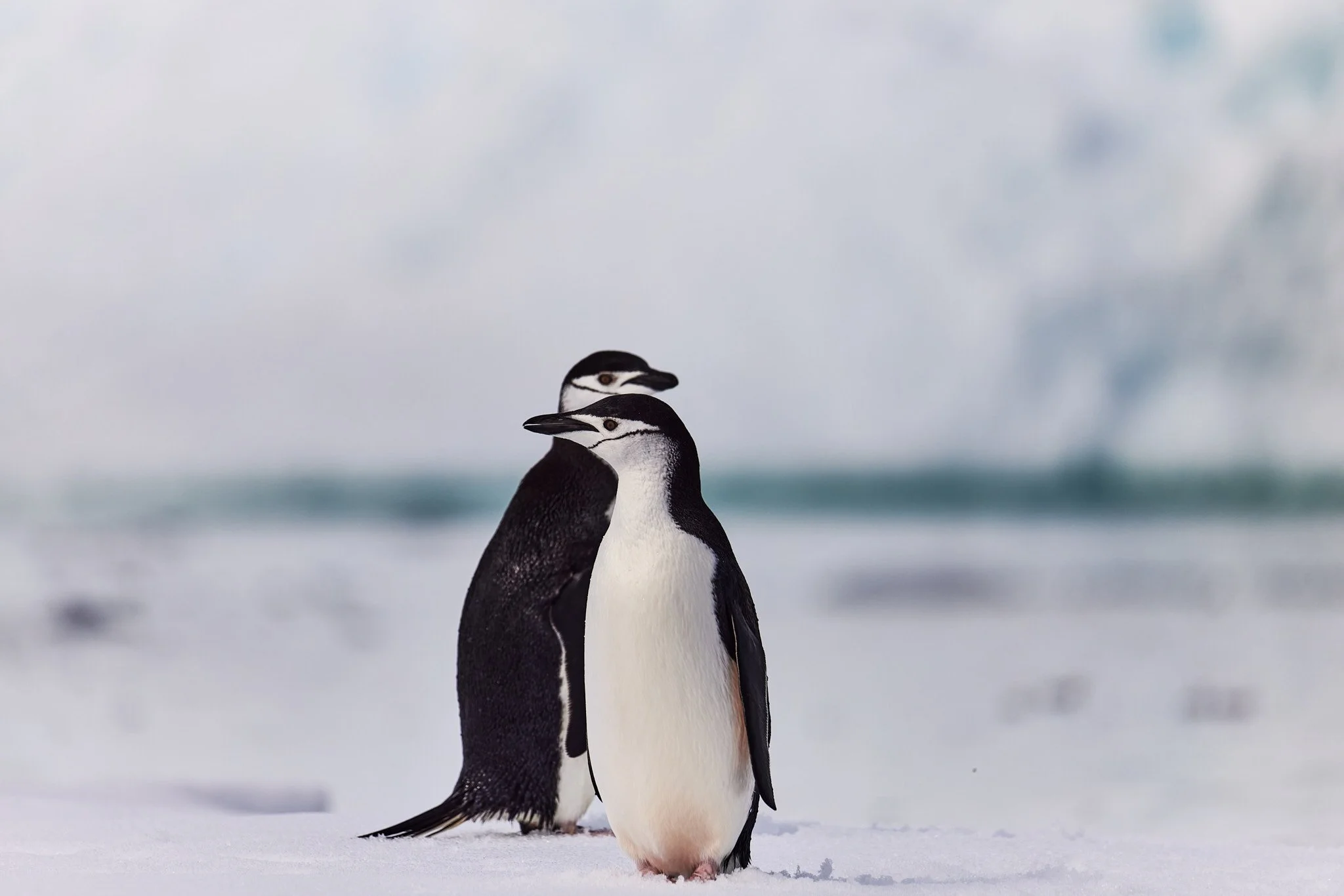 AntarticaRAW_10585.jpg