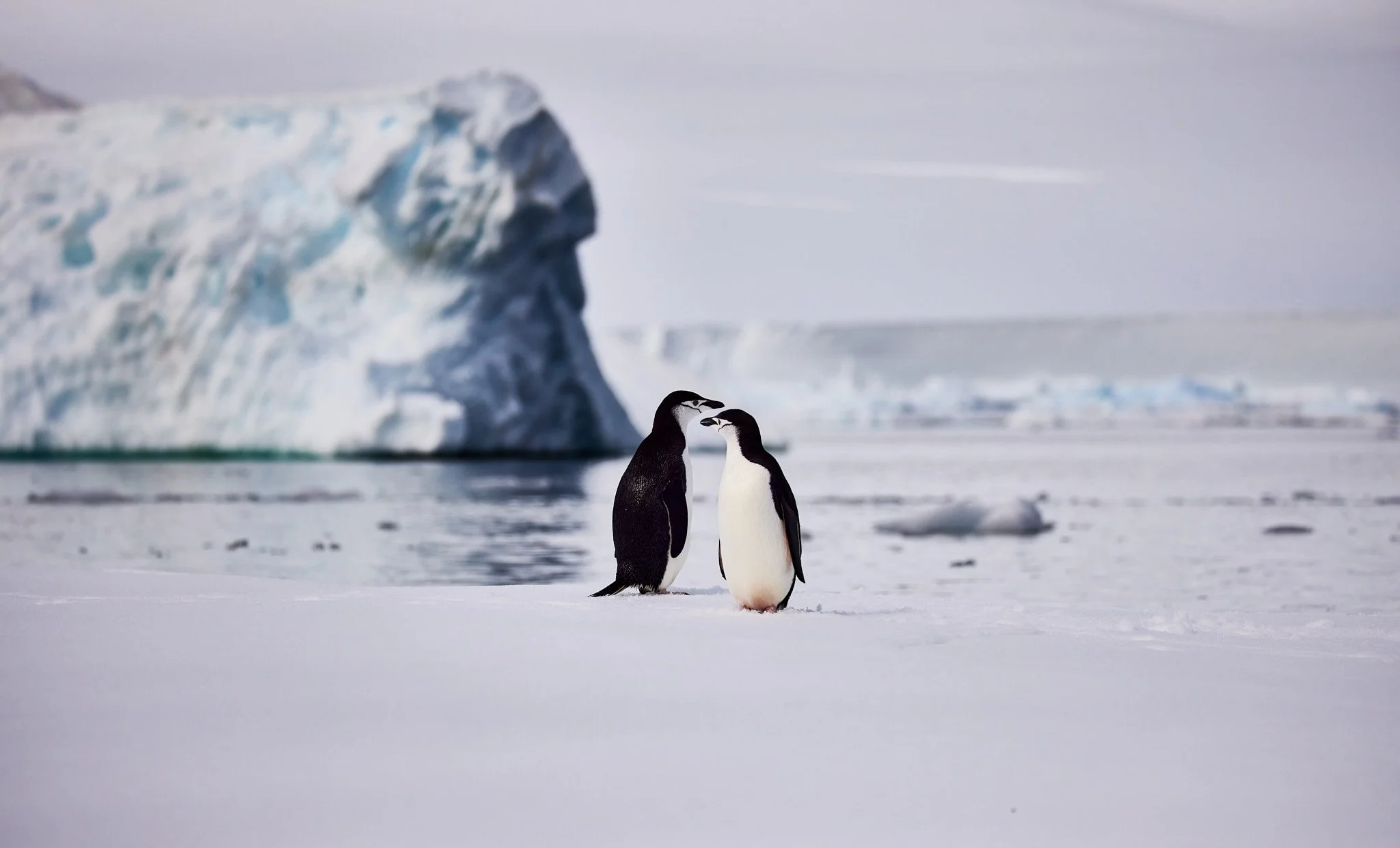 AntarticaRAW_10566.jpg