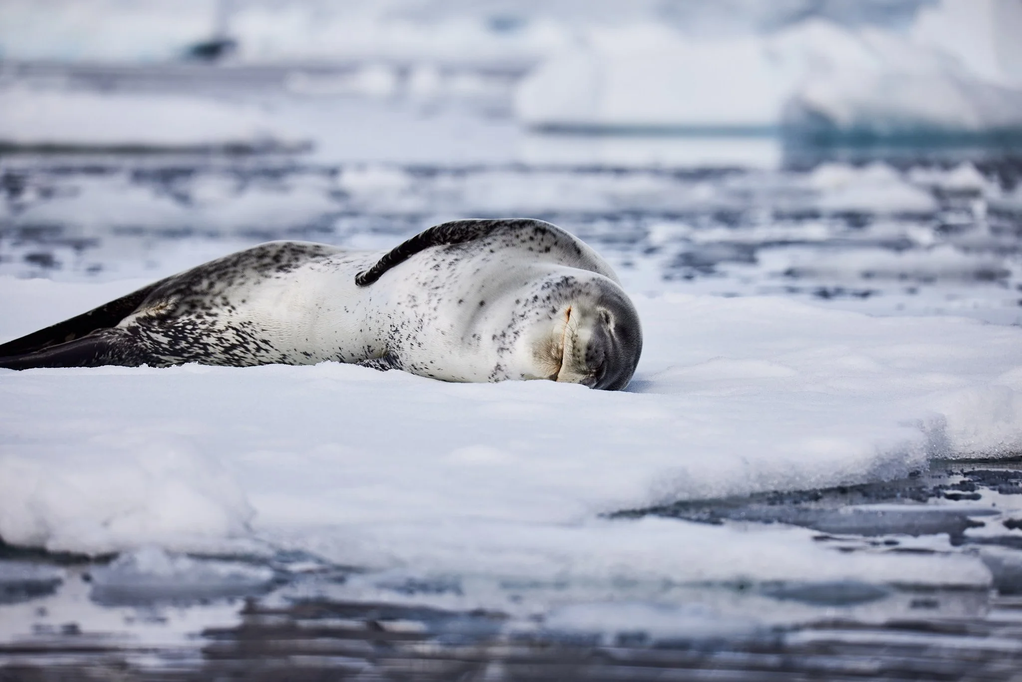 AntarticaRAW_10433.jpg