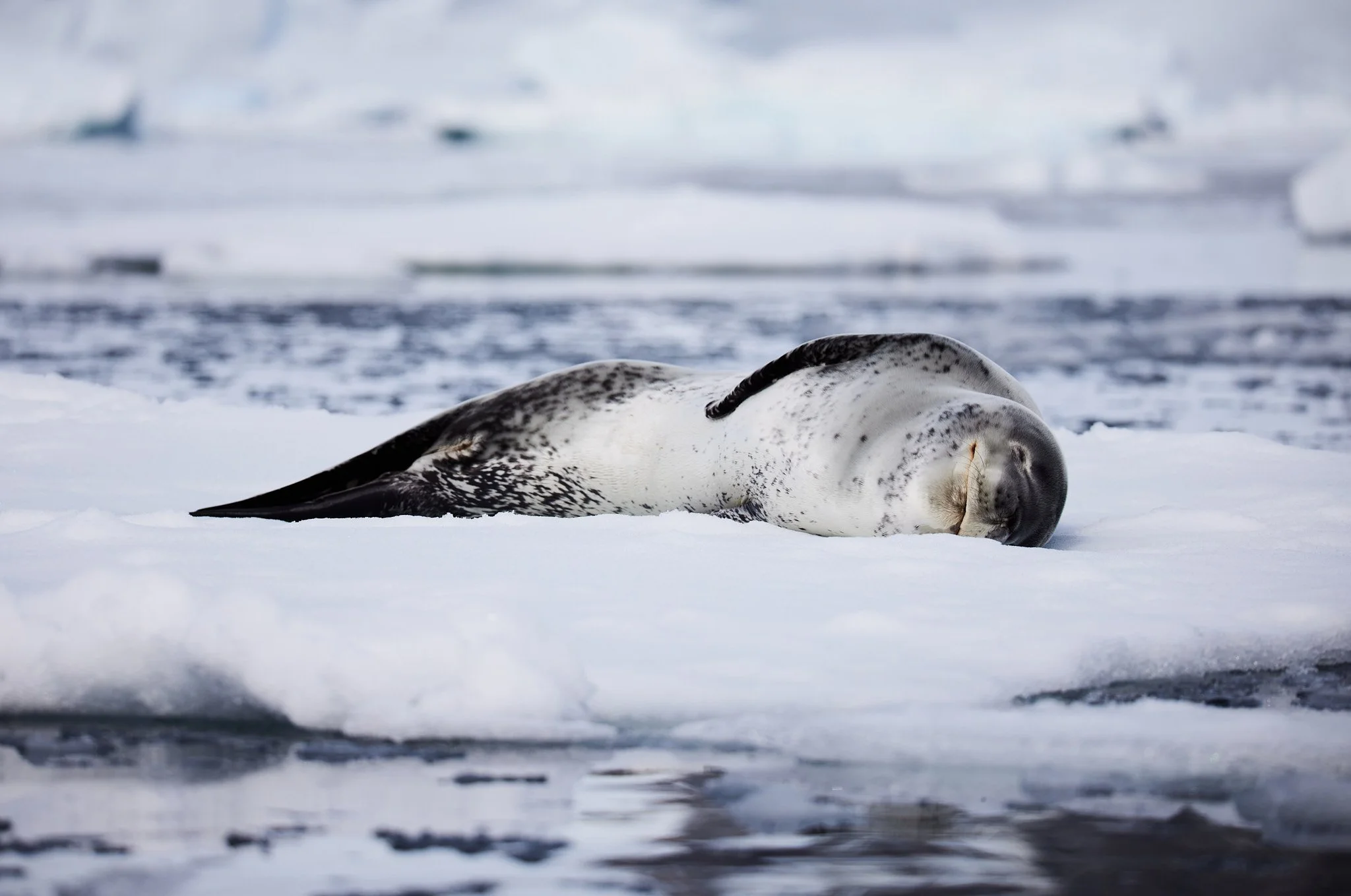 AntarticaRAW_10412.jpg