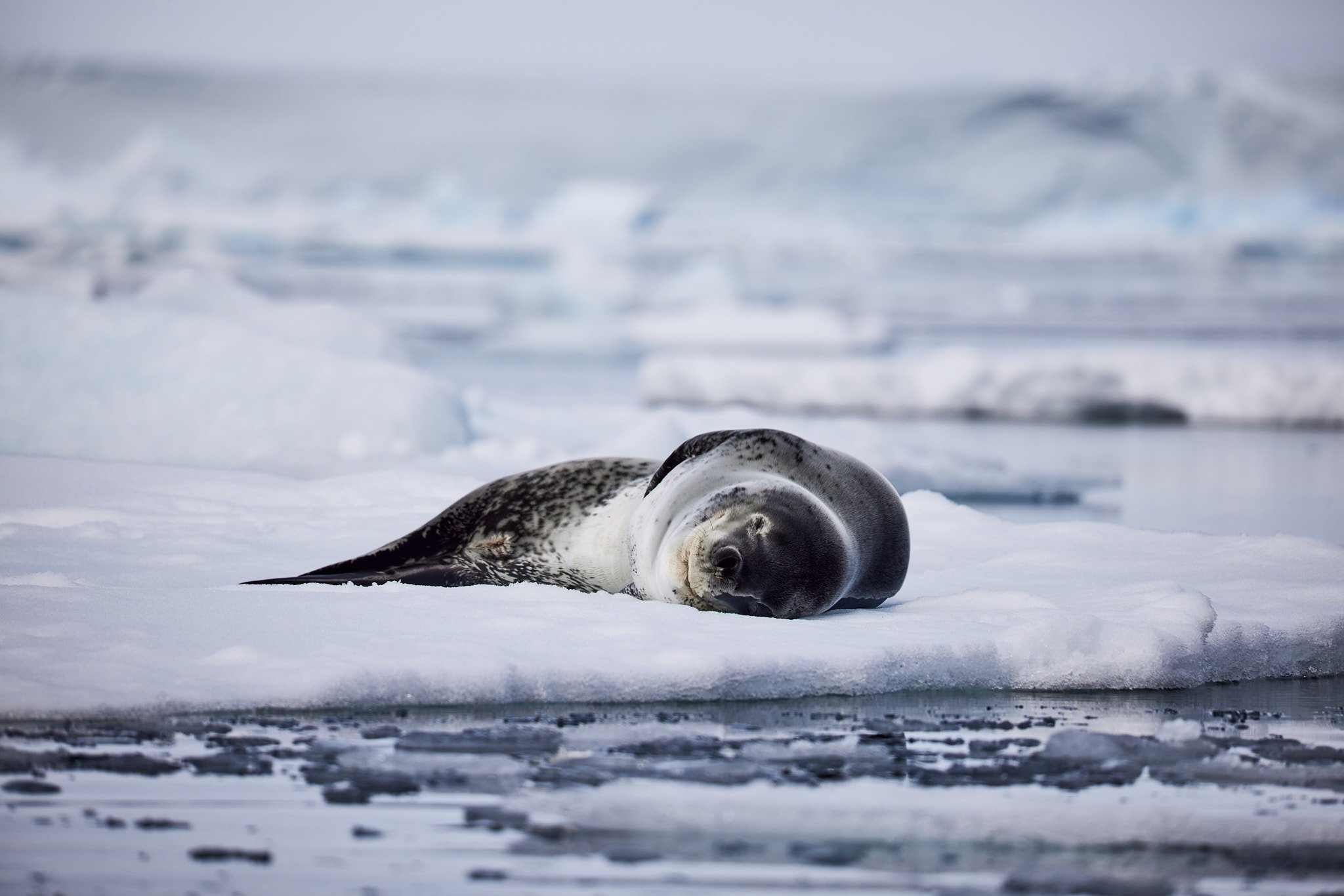 AntarticaRAW_10386.jpg