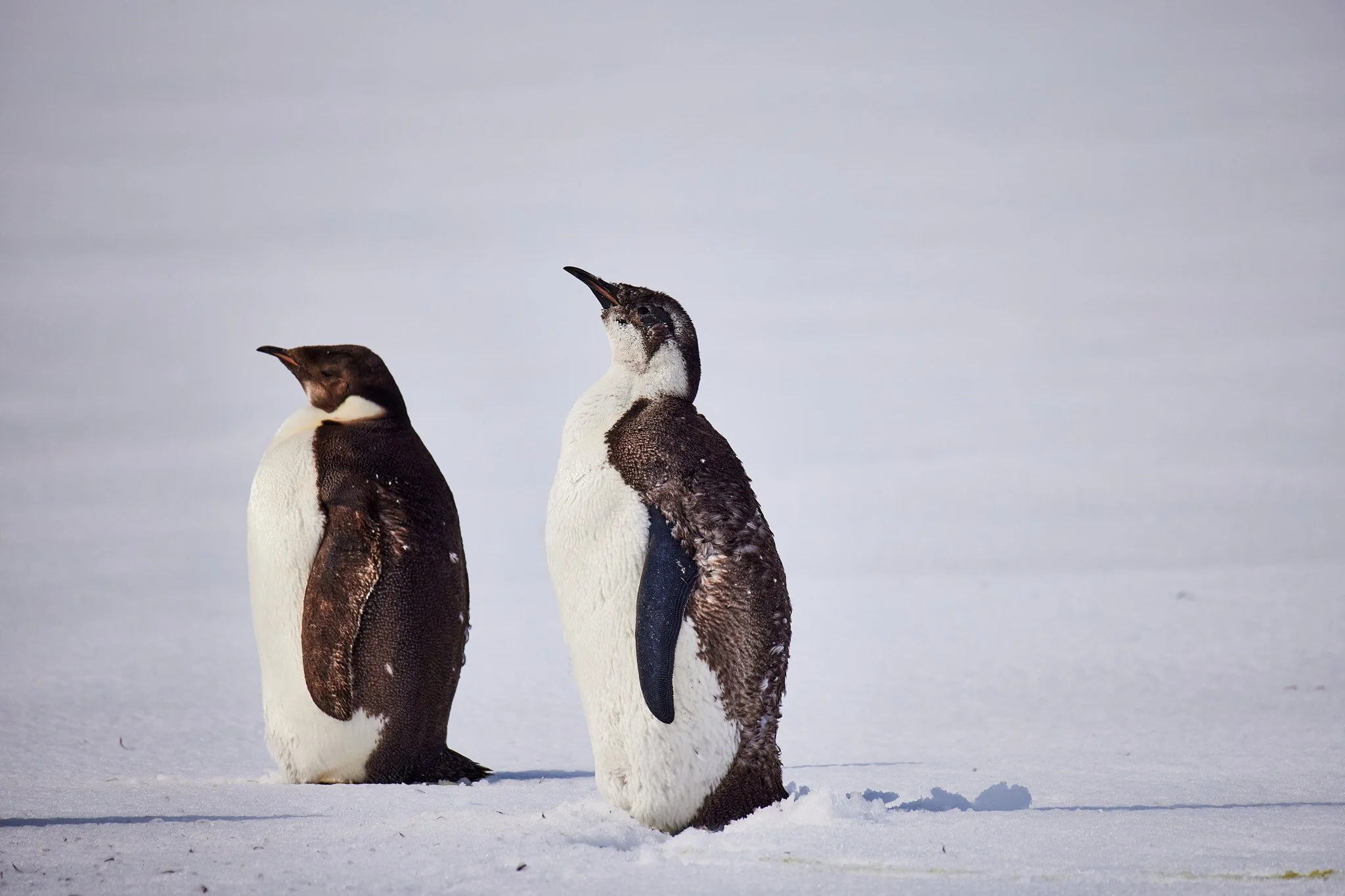 AntarticaRAW_9321.jpg