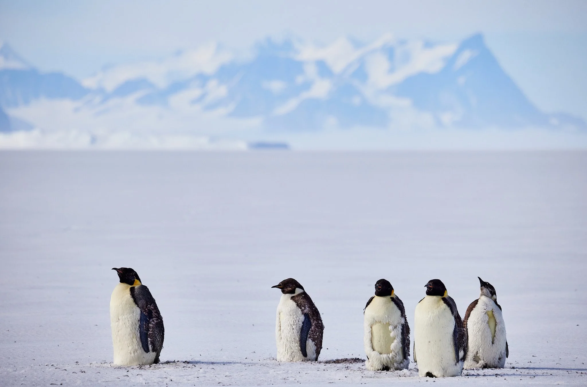 AntarticaRAW_9233.jpg
