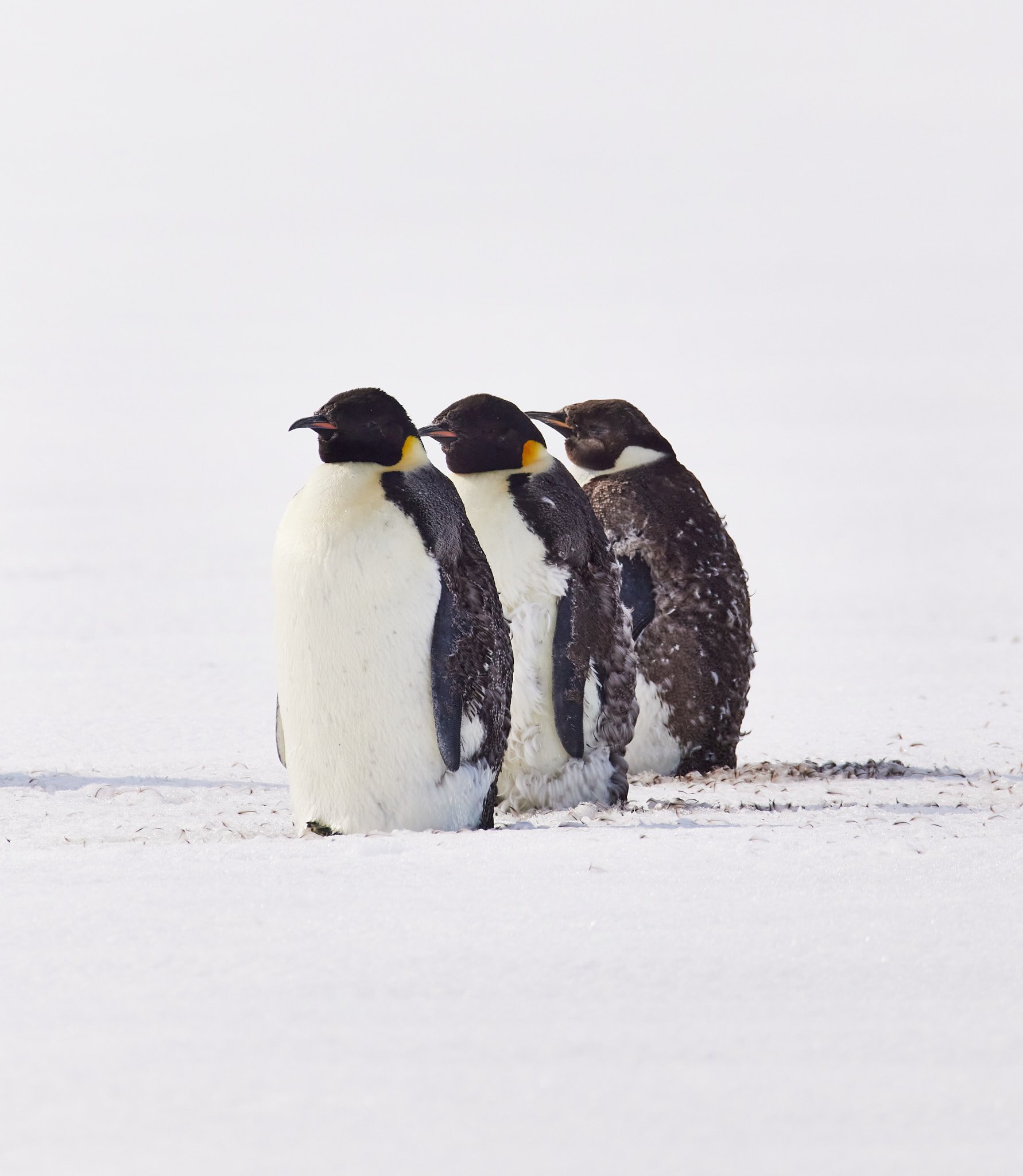 AntarticaRAW_9090.jpg