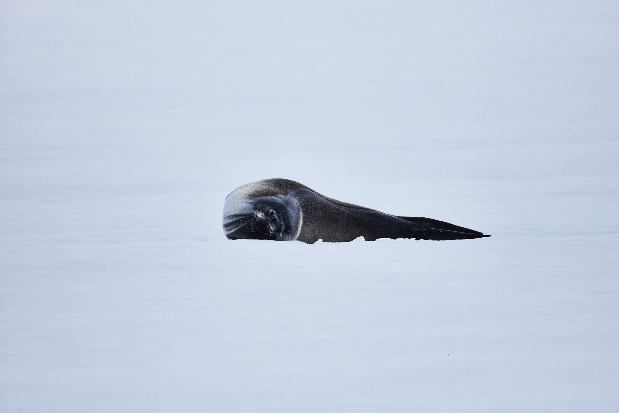 AntarticaRAW_9000.jpg