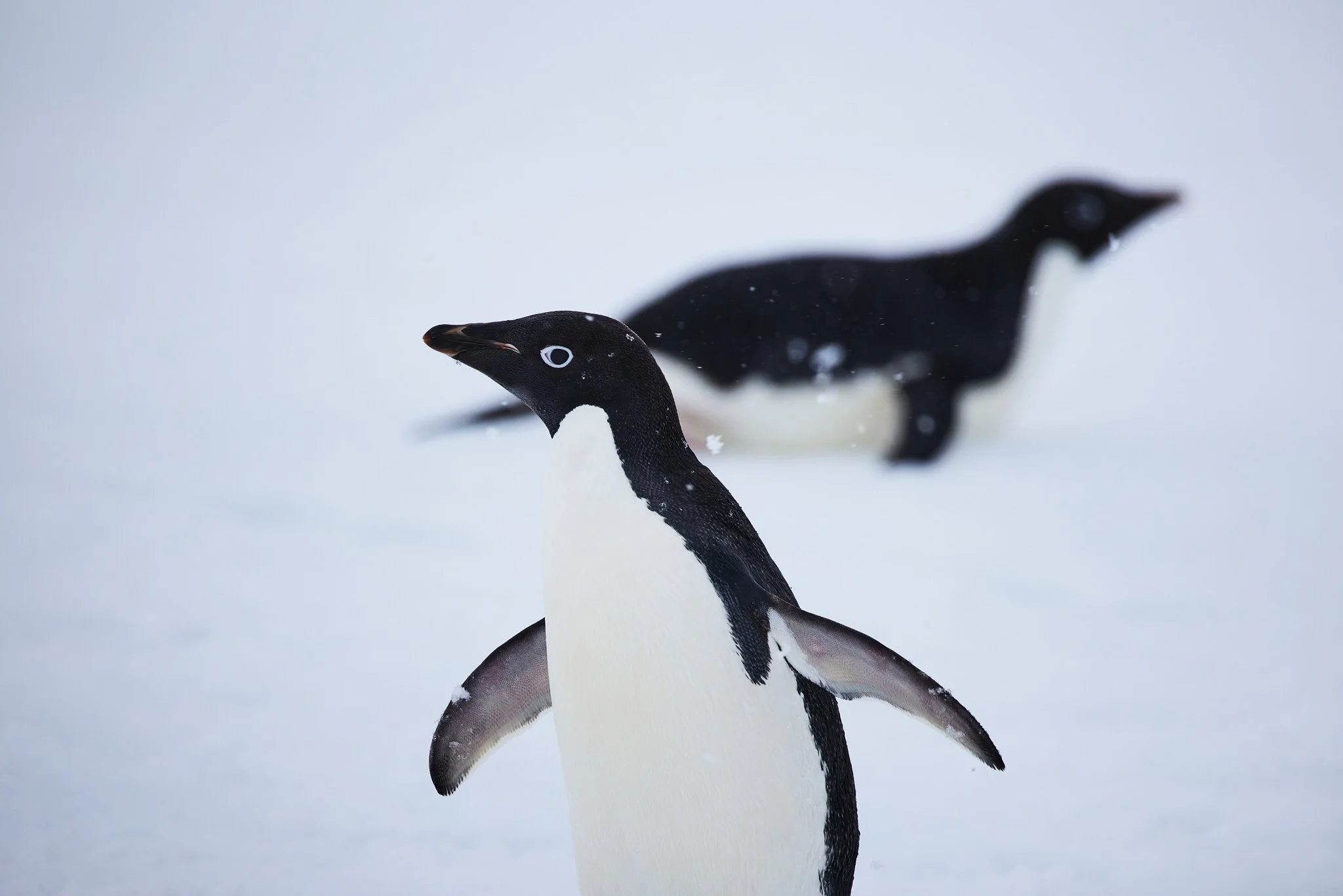 AntarticaRAW_8837.jpg
