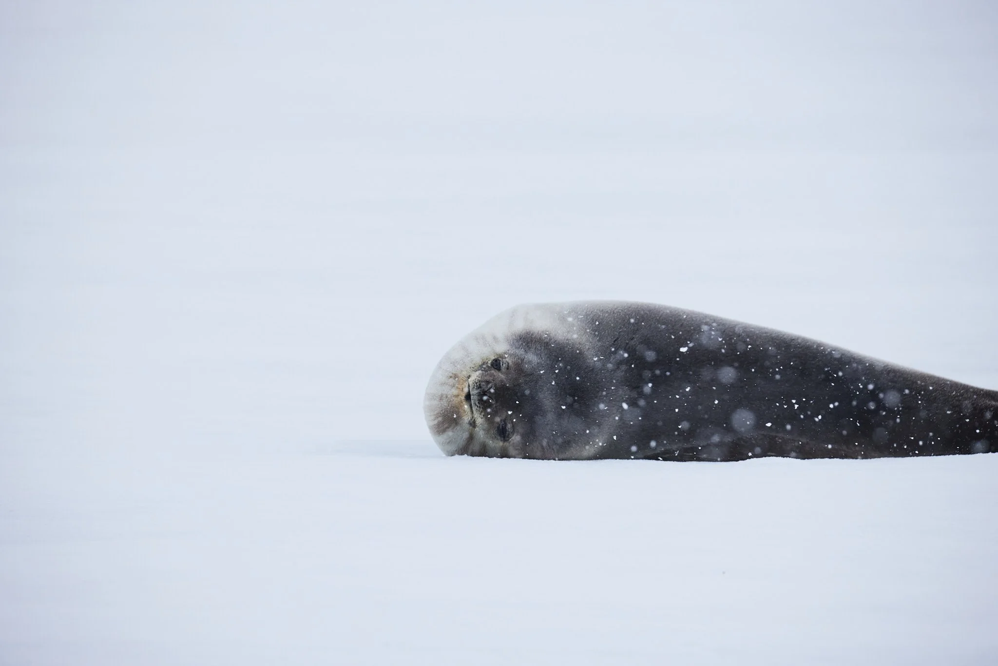 AntarticaRAW_8750.jpg