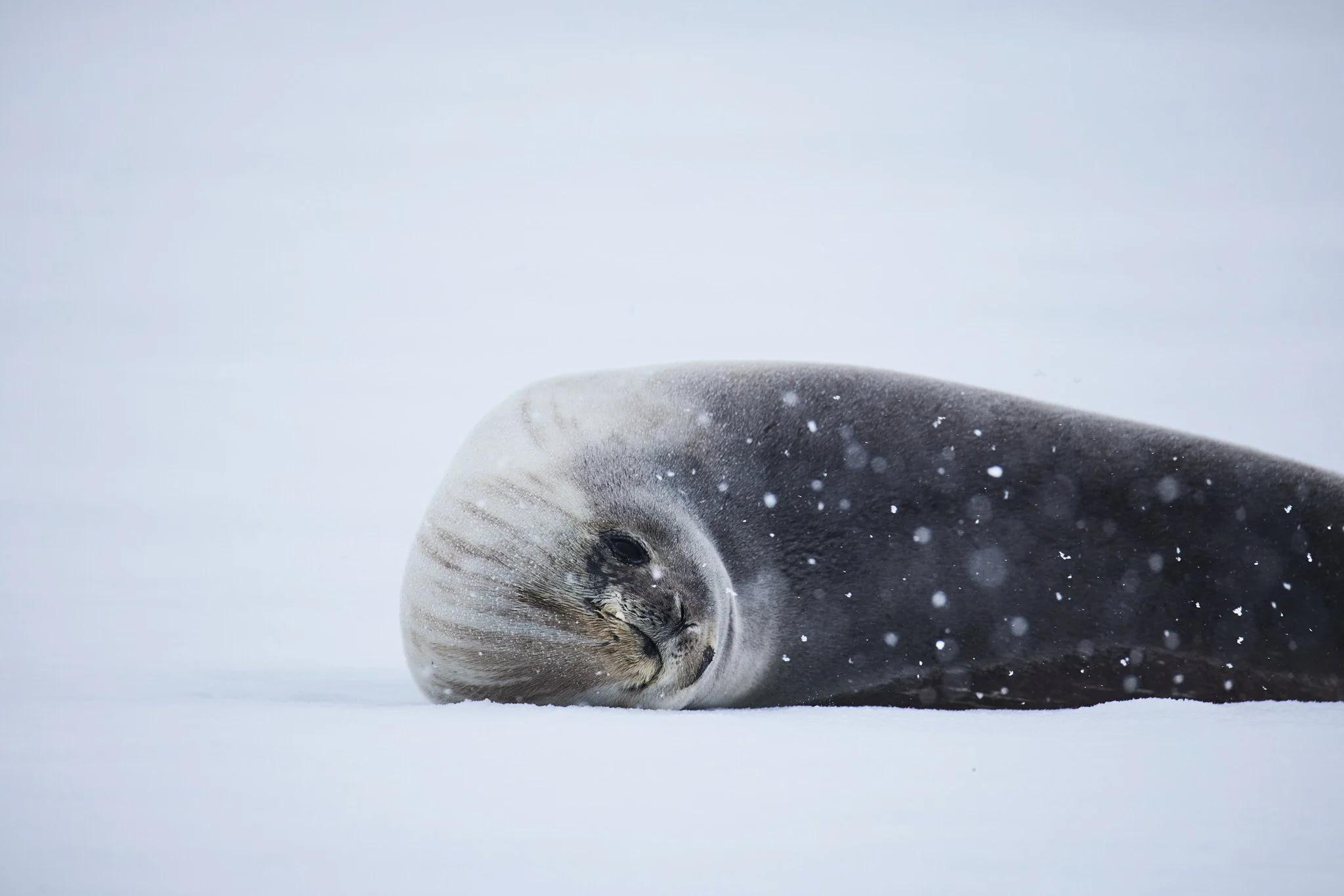 AntarticaRAW_8731.jpg