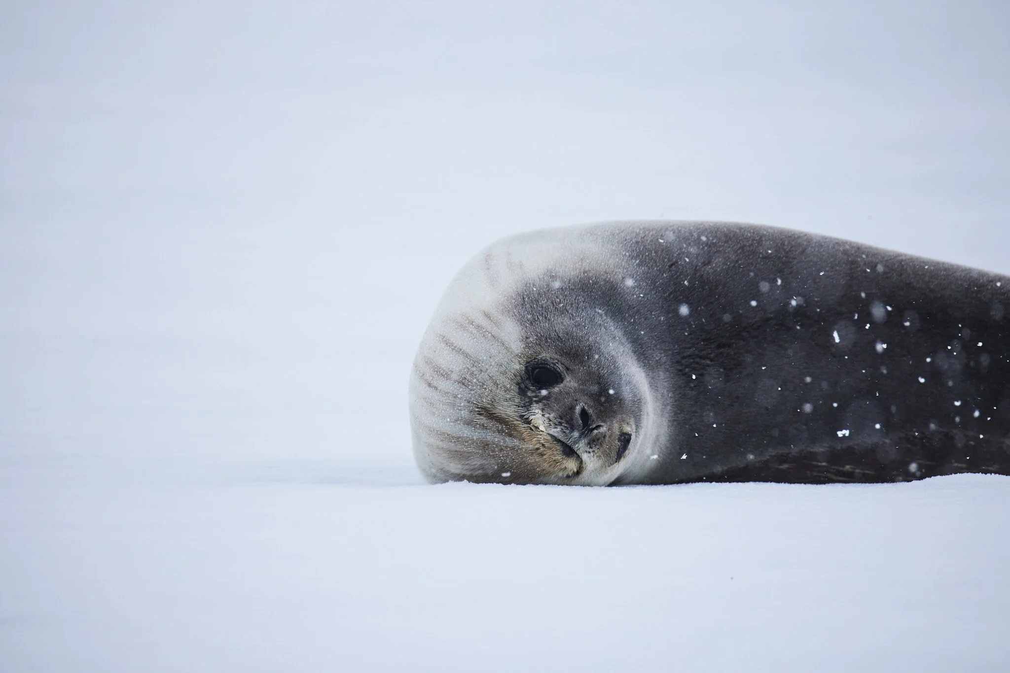 AntarticaRAW_8721.jpg