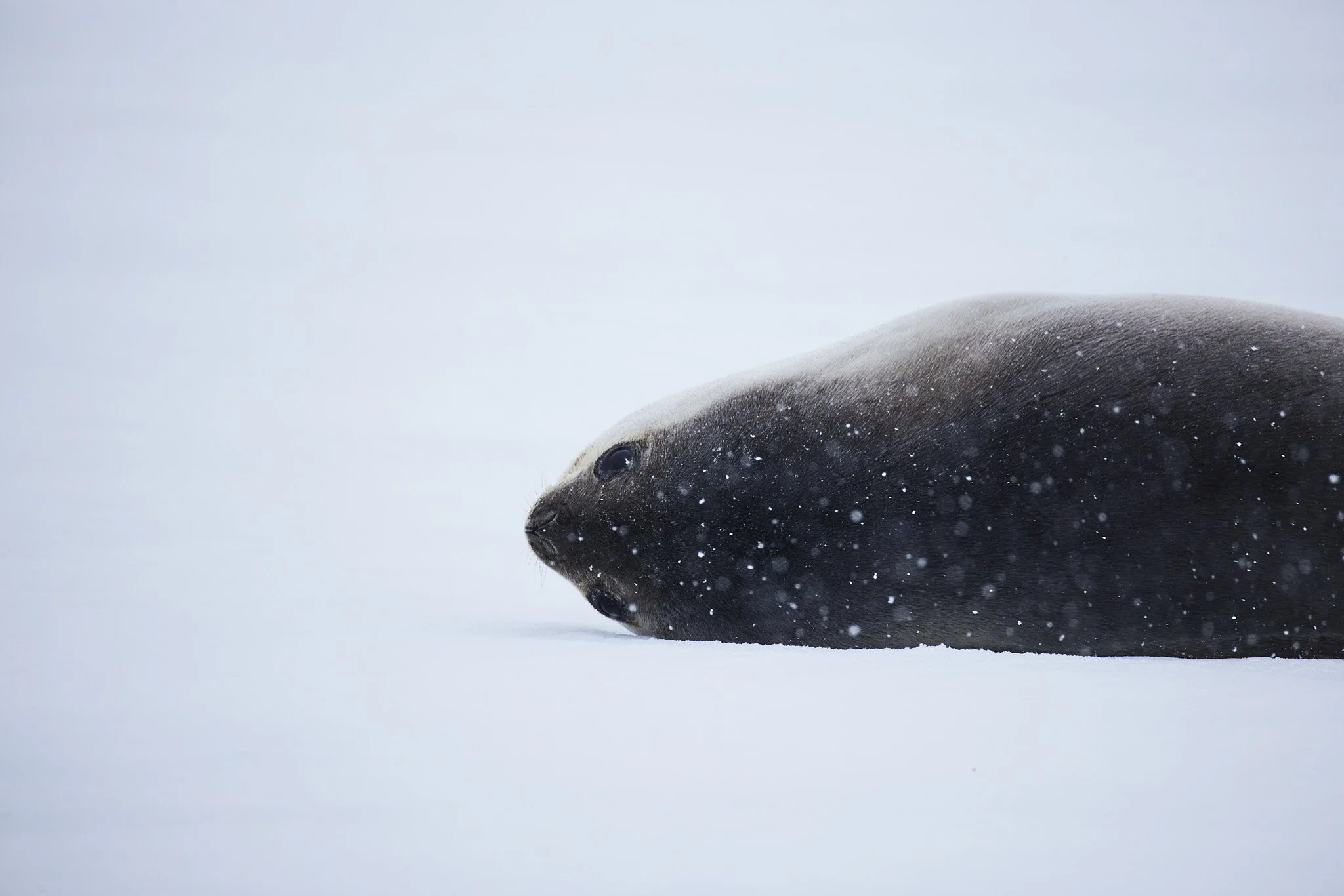 AntarticaRAW_8696.jpg