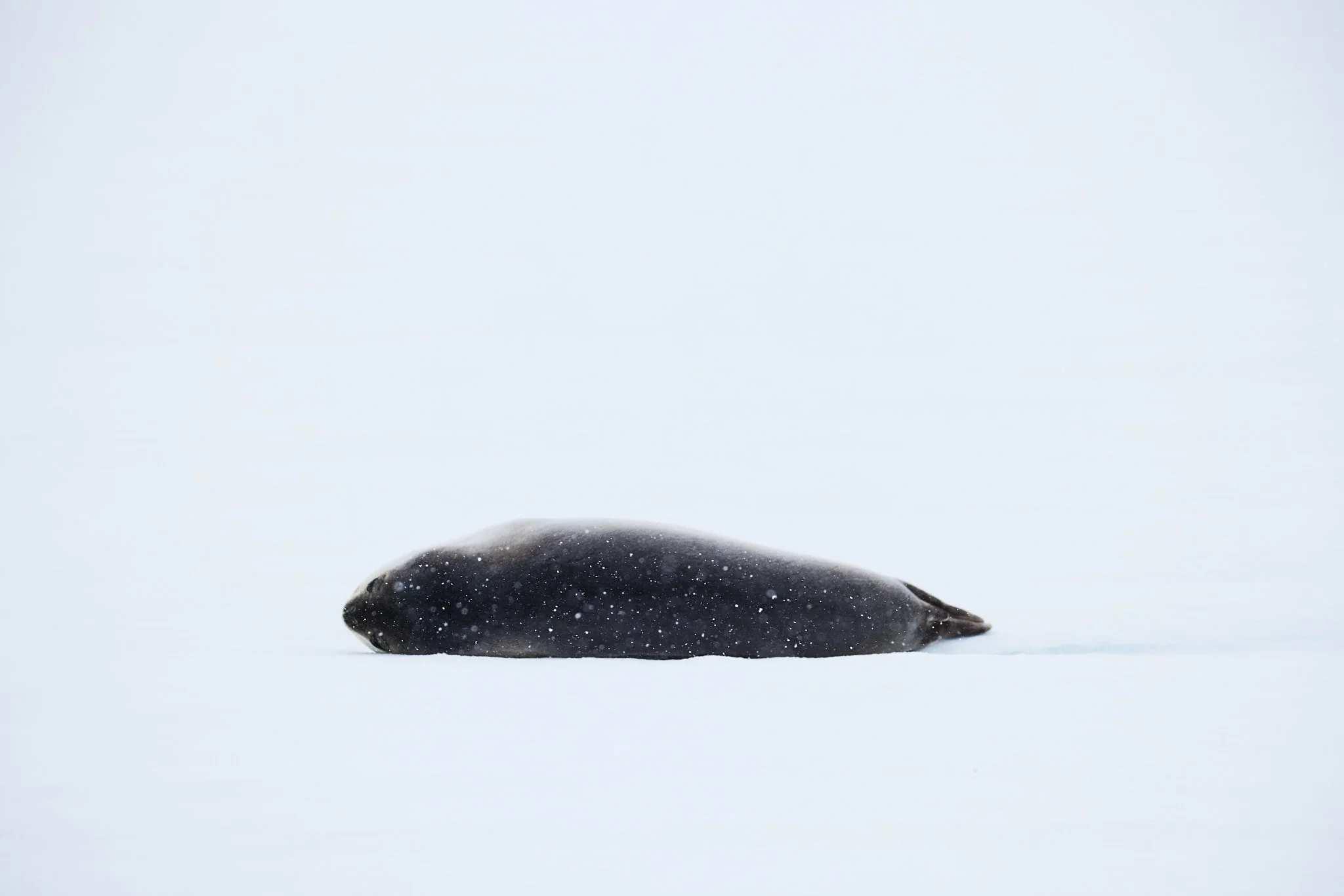 AntarticaRAW_8673.jpg