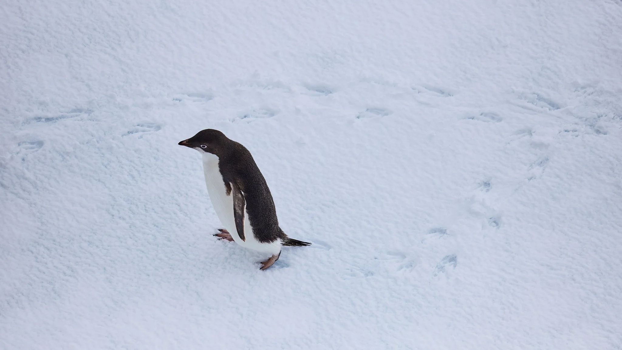 AntarticaRAW_8094.jpg