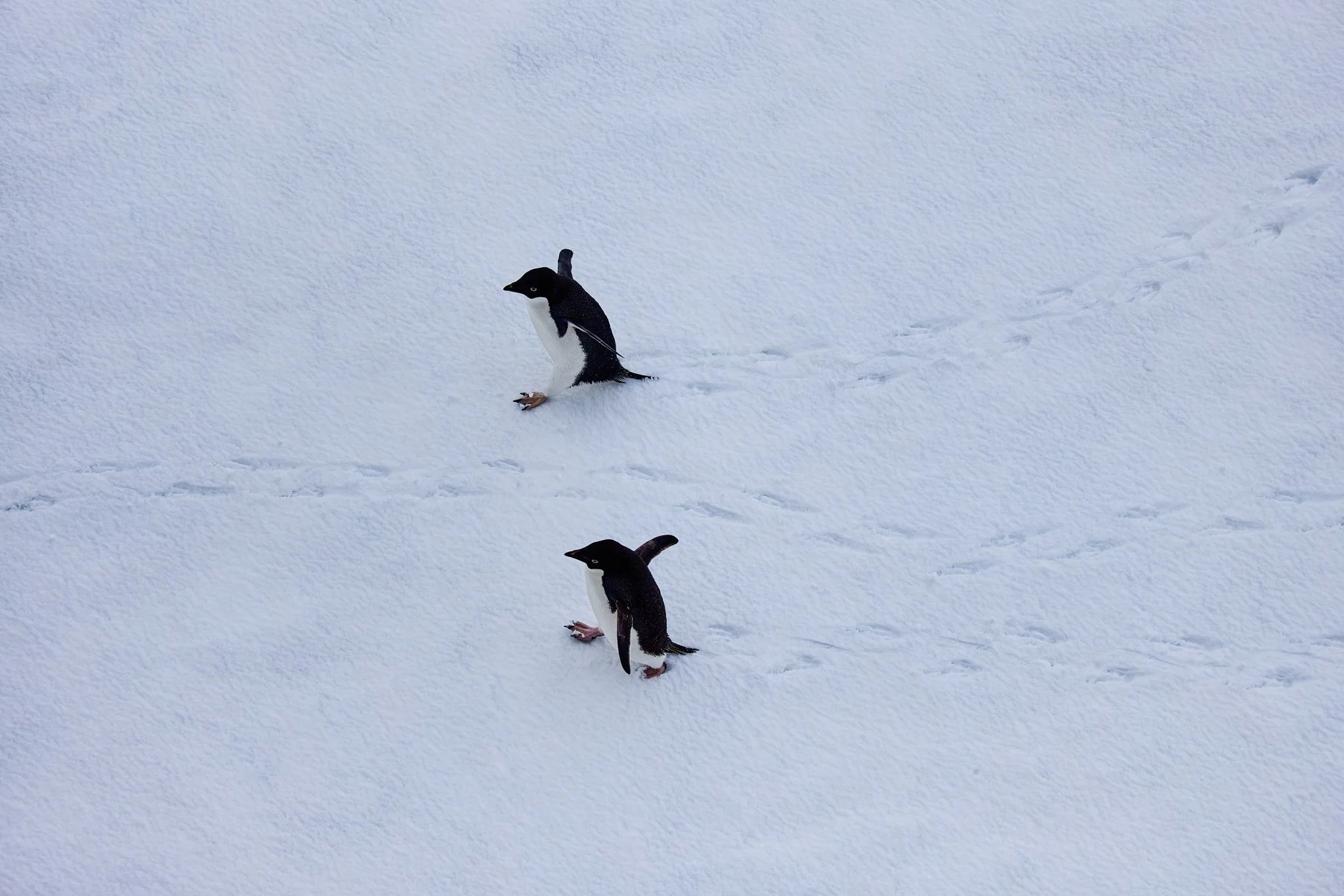 AntarticaRAW_8073.jpg