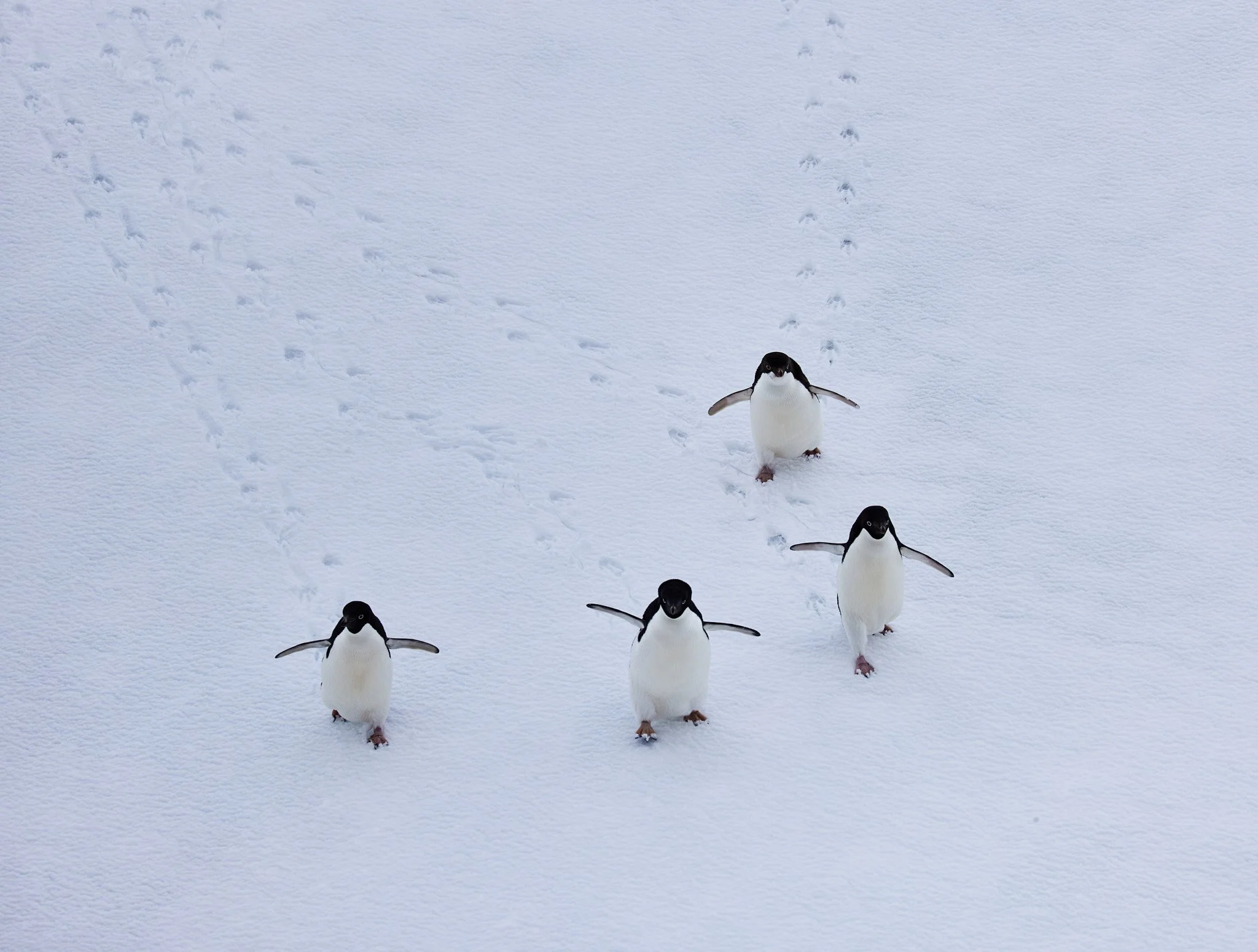 AntarticaRAW_8056.jpg