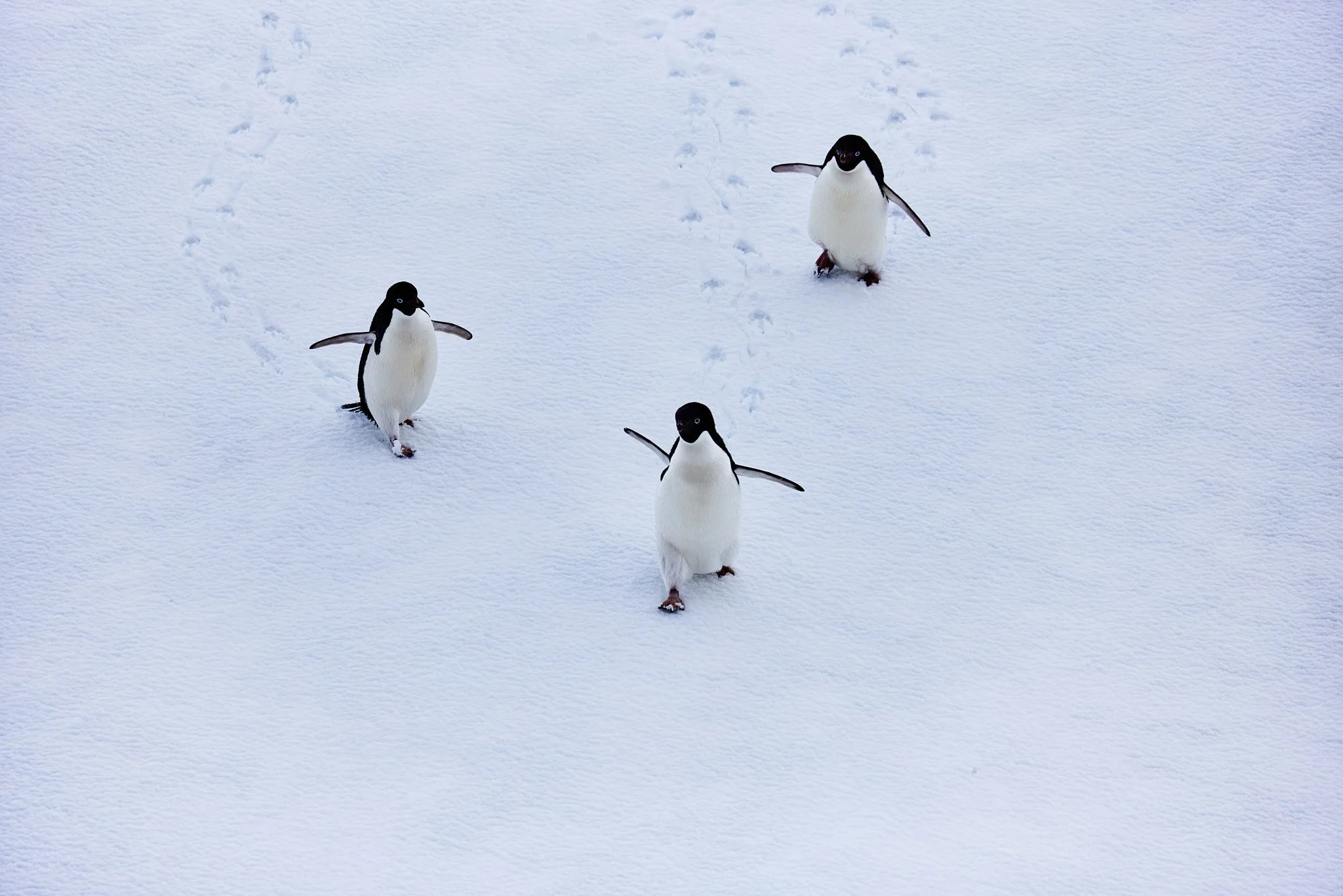AntarticaRAW_8049.jpg