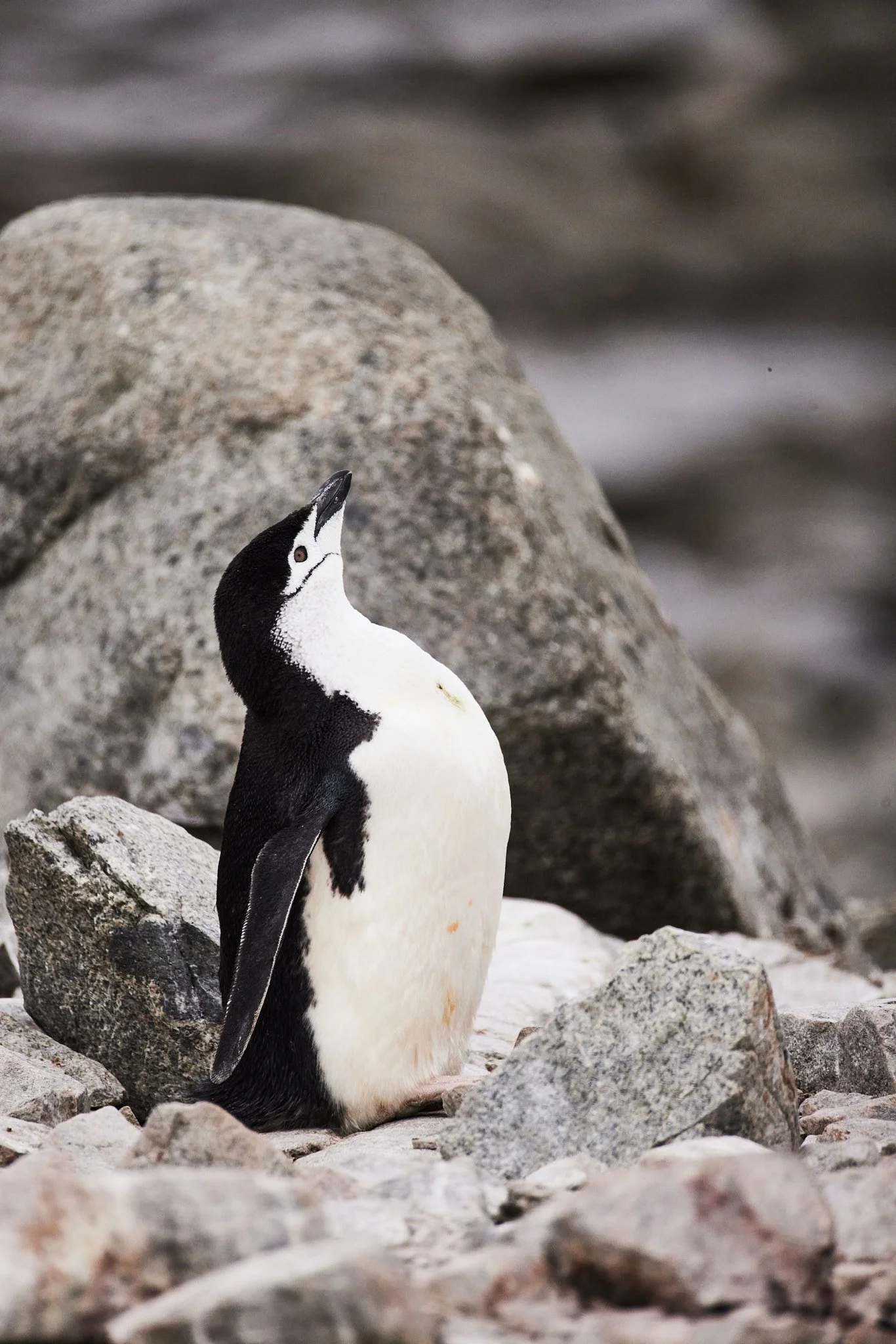 AntarticaRAW_6820.jpg