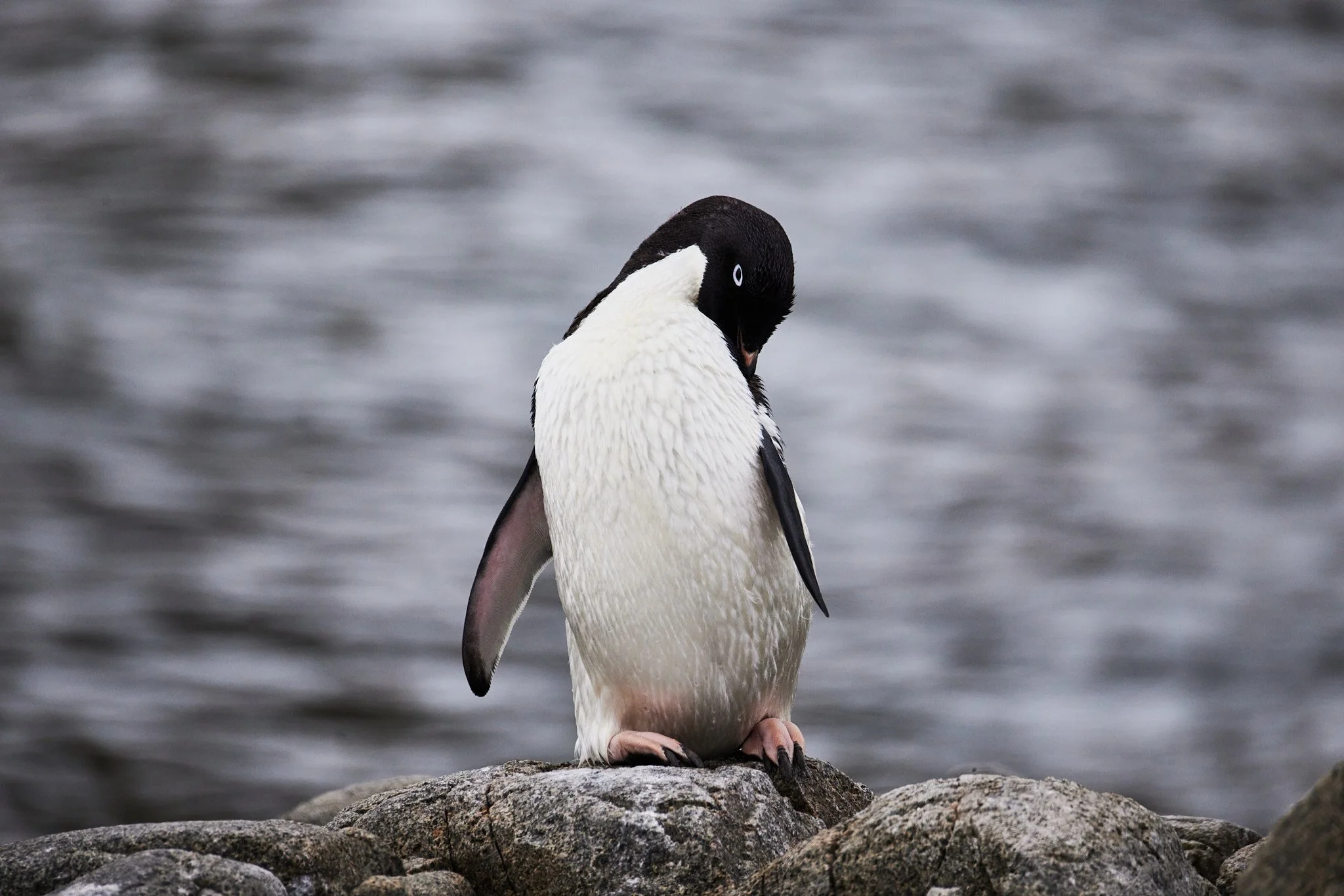 AntarticaRAW_6721.jpg