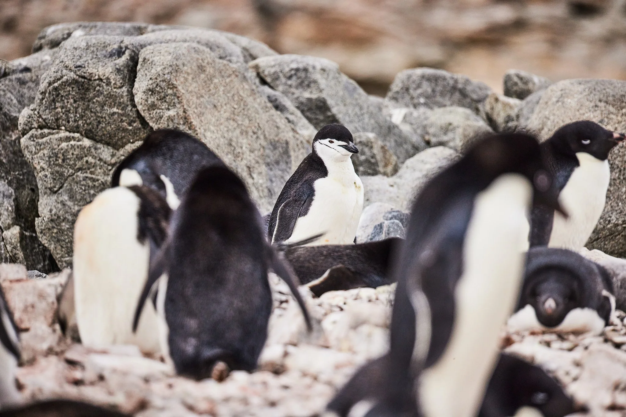 AntarticaRAW_6597.jpg