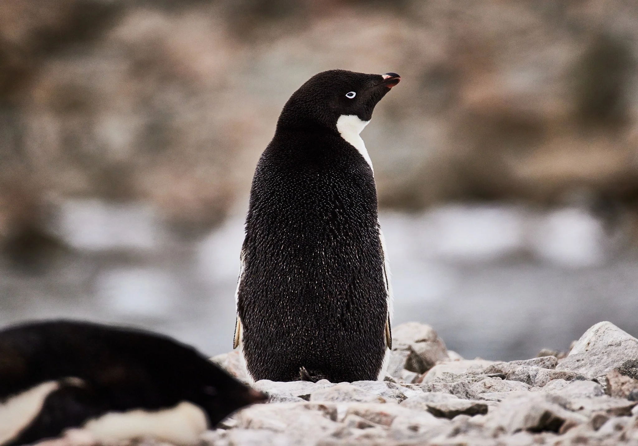 AntarticaRAW_6581.jpg