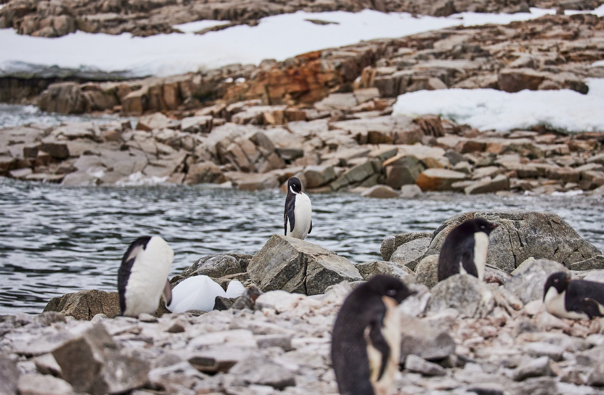 AntarticaRAW_6573.jpg
