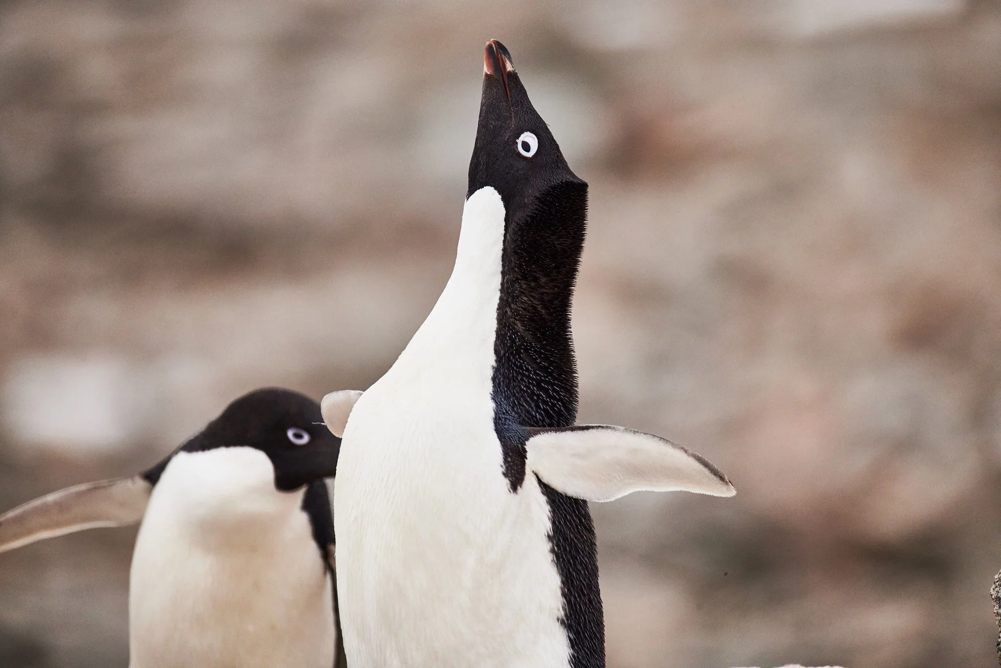 AntarticaRAW_6555.jpg