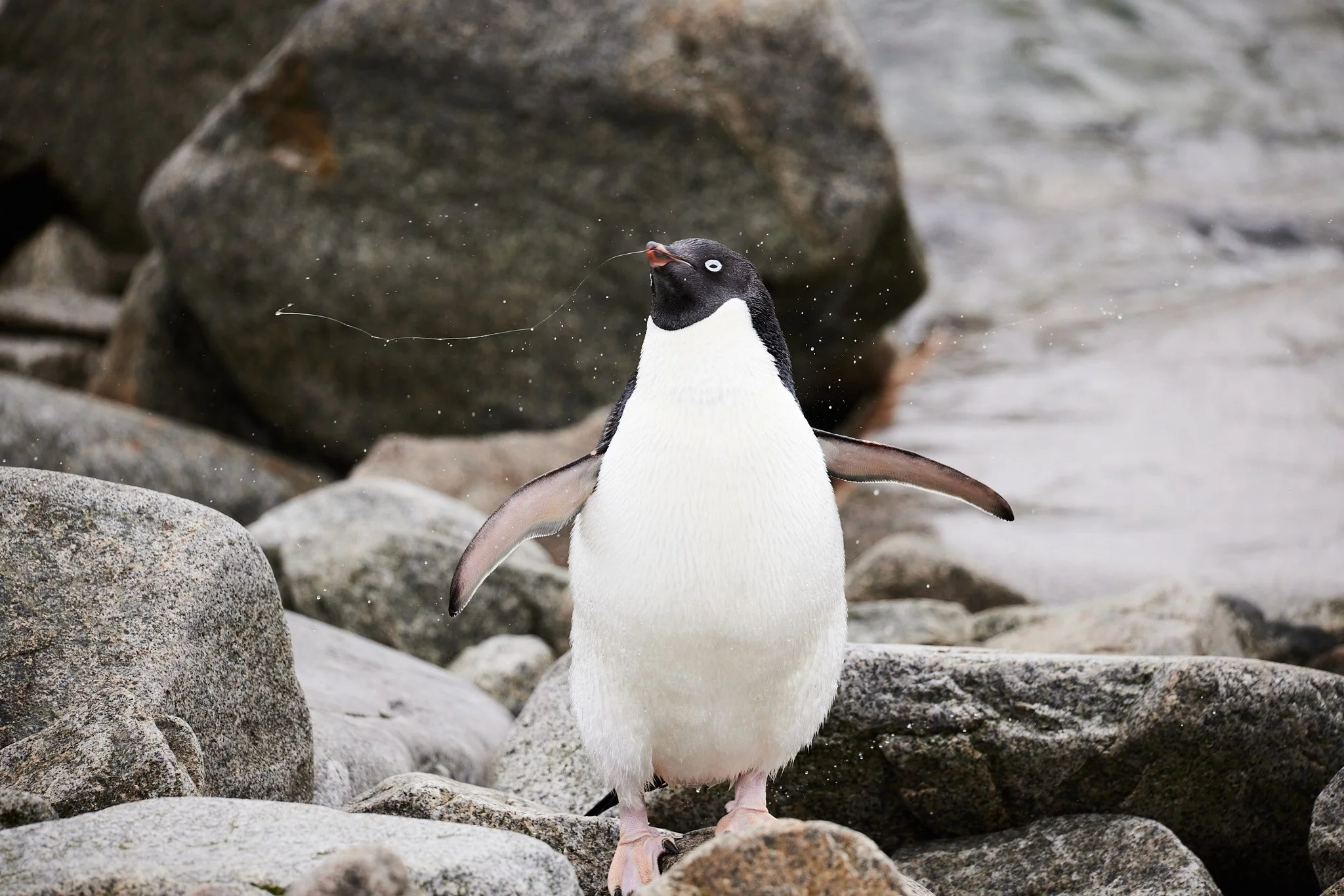 AntarticaRAW_6455.jpg