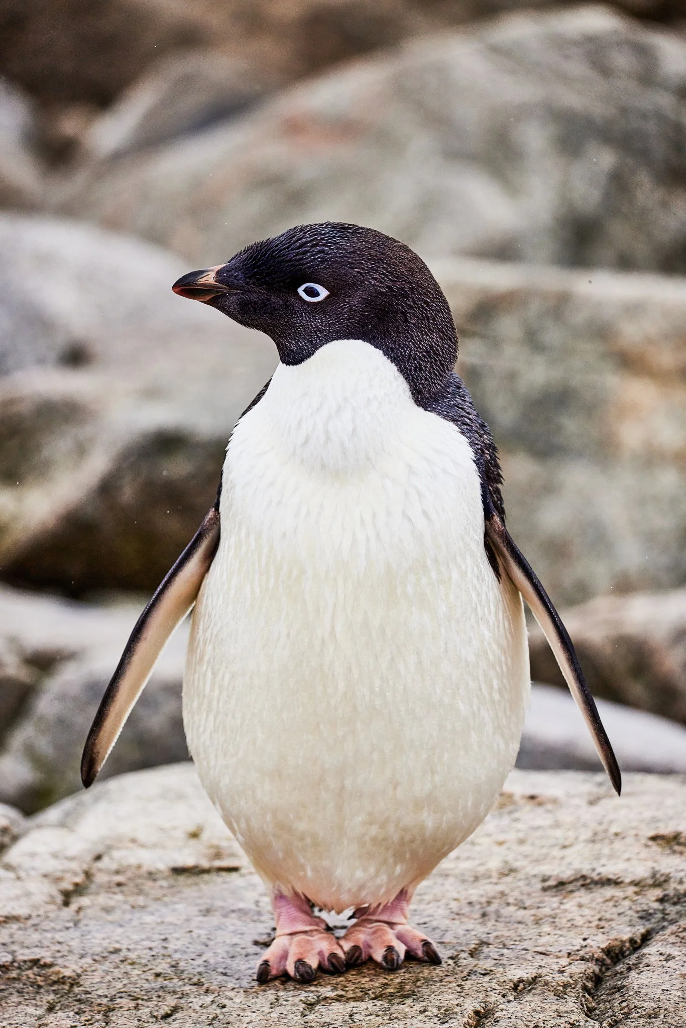 AntarticaRAW_6263.jpg