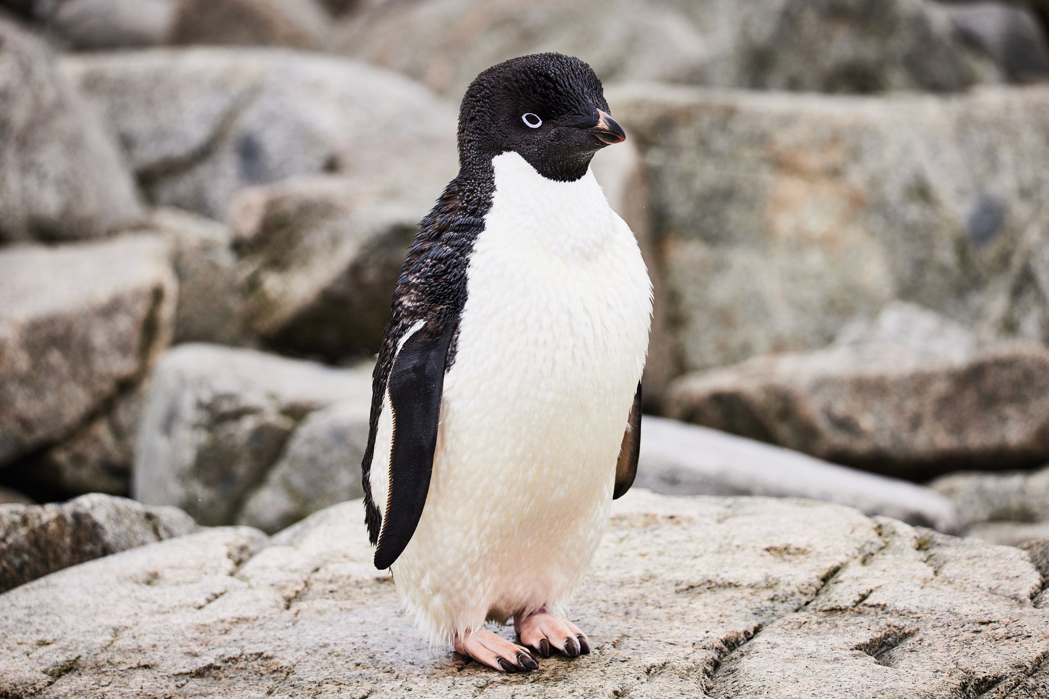 AntarticaRAW_6213.jpg