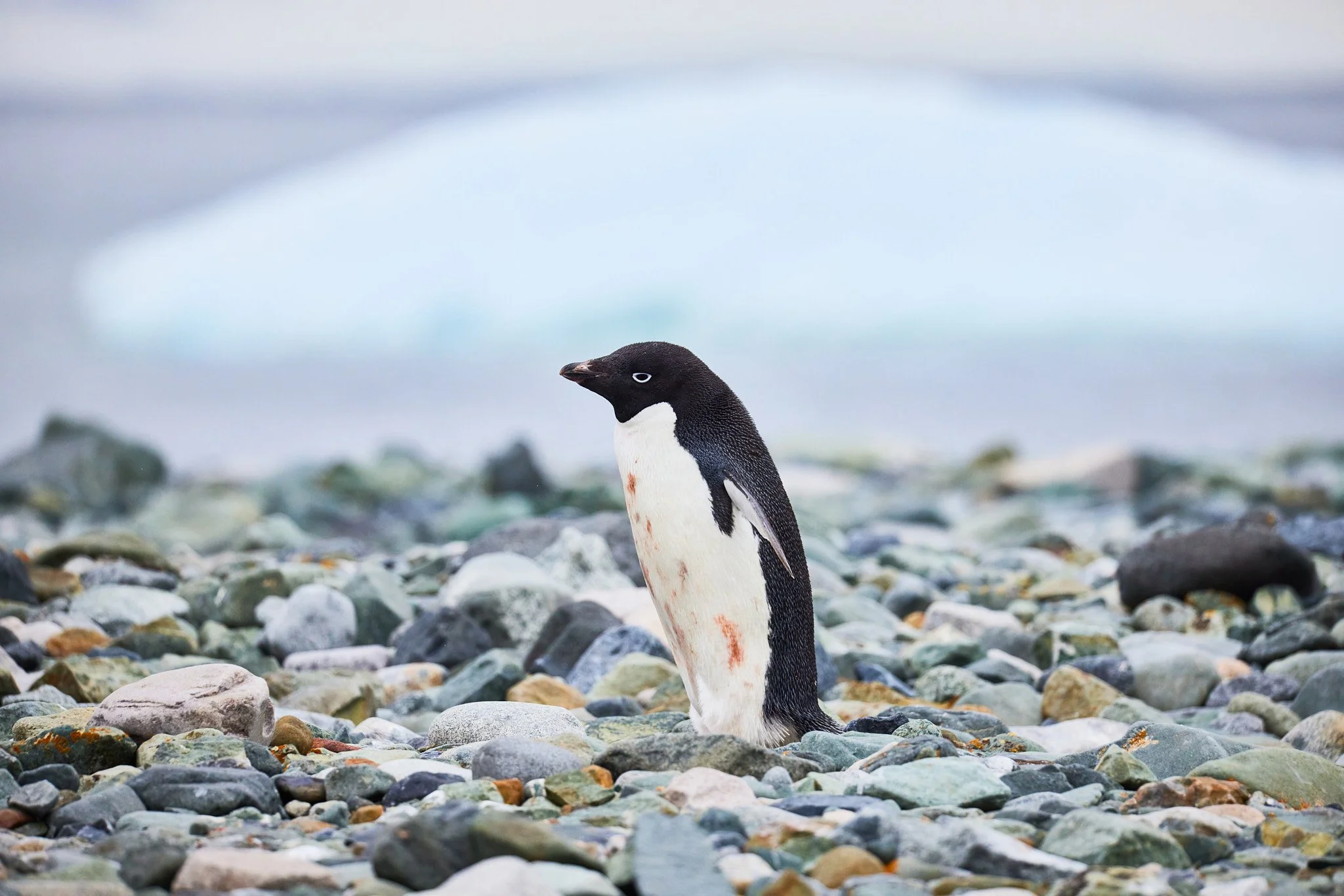AntarticaRAW_5616.jpg