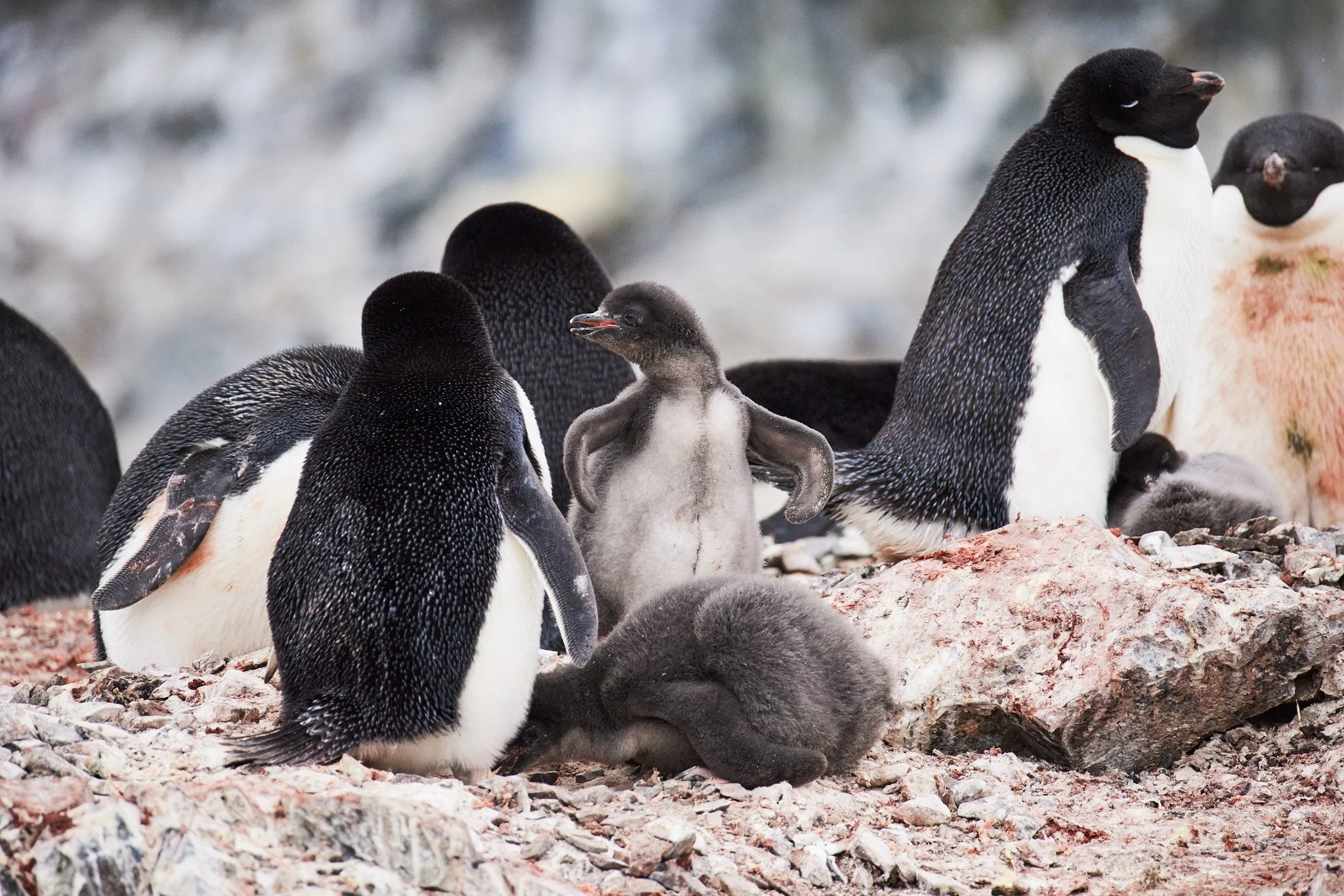AntarticaRAW_5467.jpg
