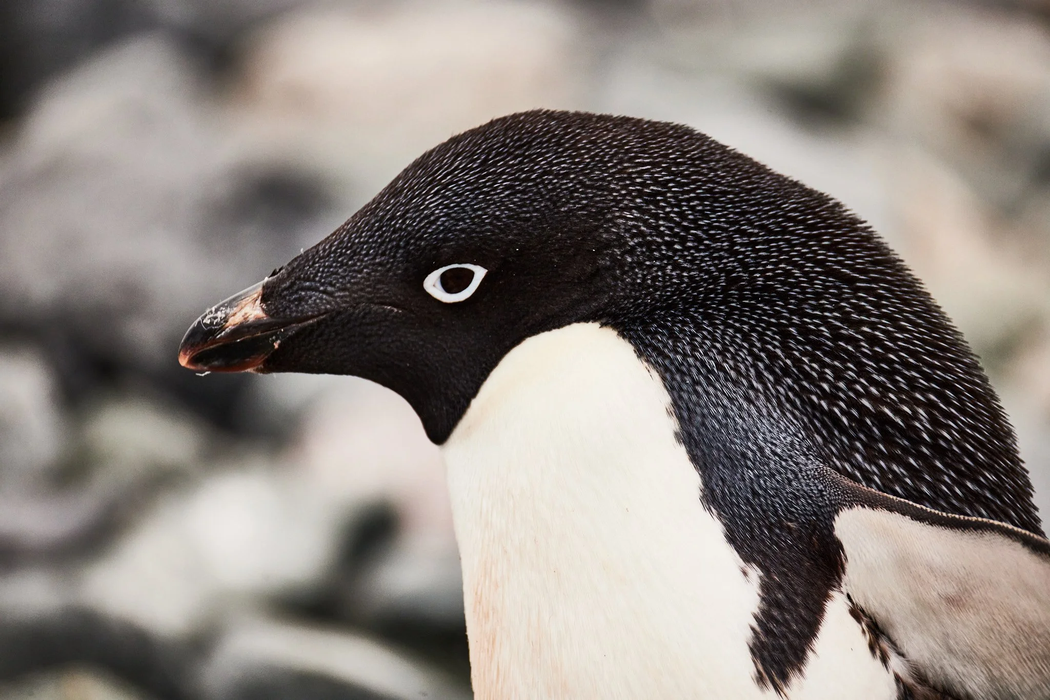 AntarticaRAW_5382.jpg