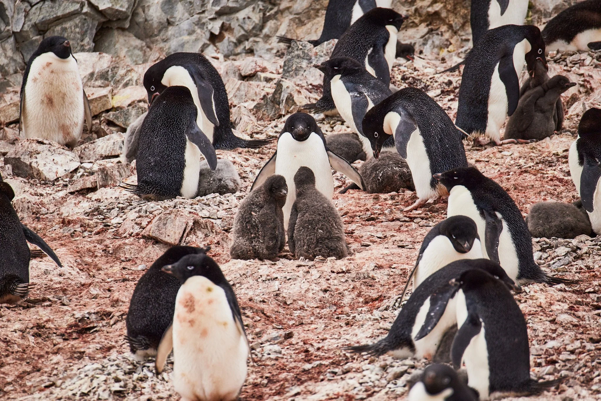 AntarticaRAW_5145.jpg