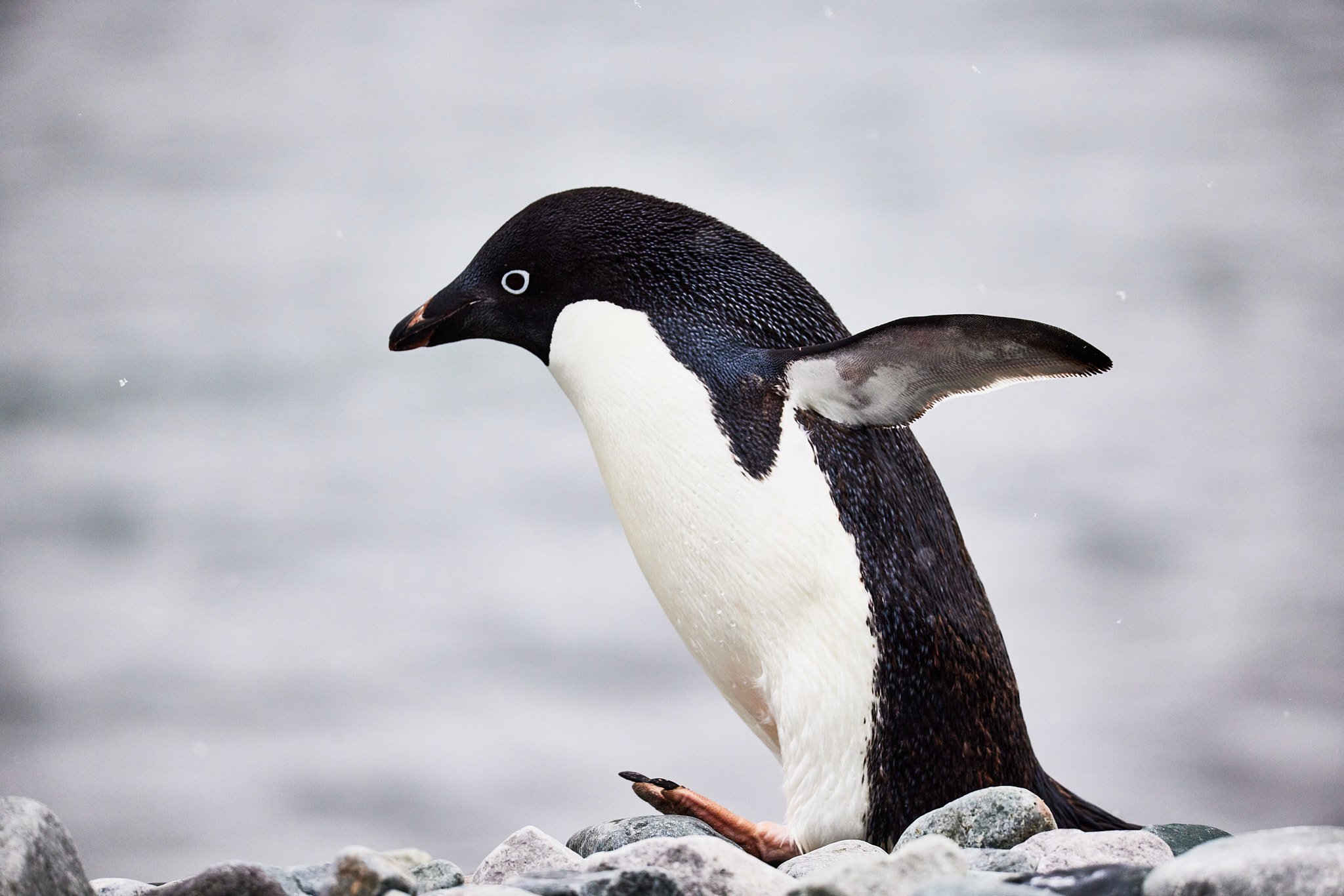 AntarticaRAW_5112.jpg