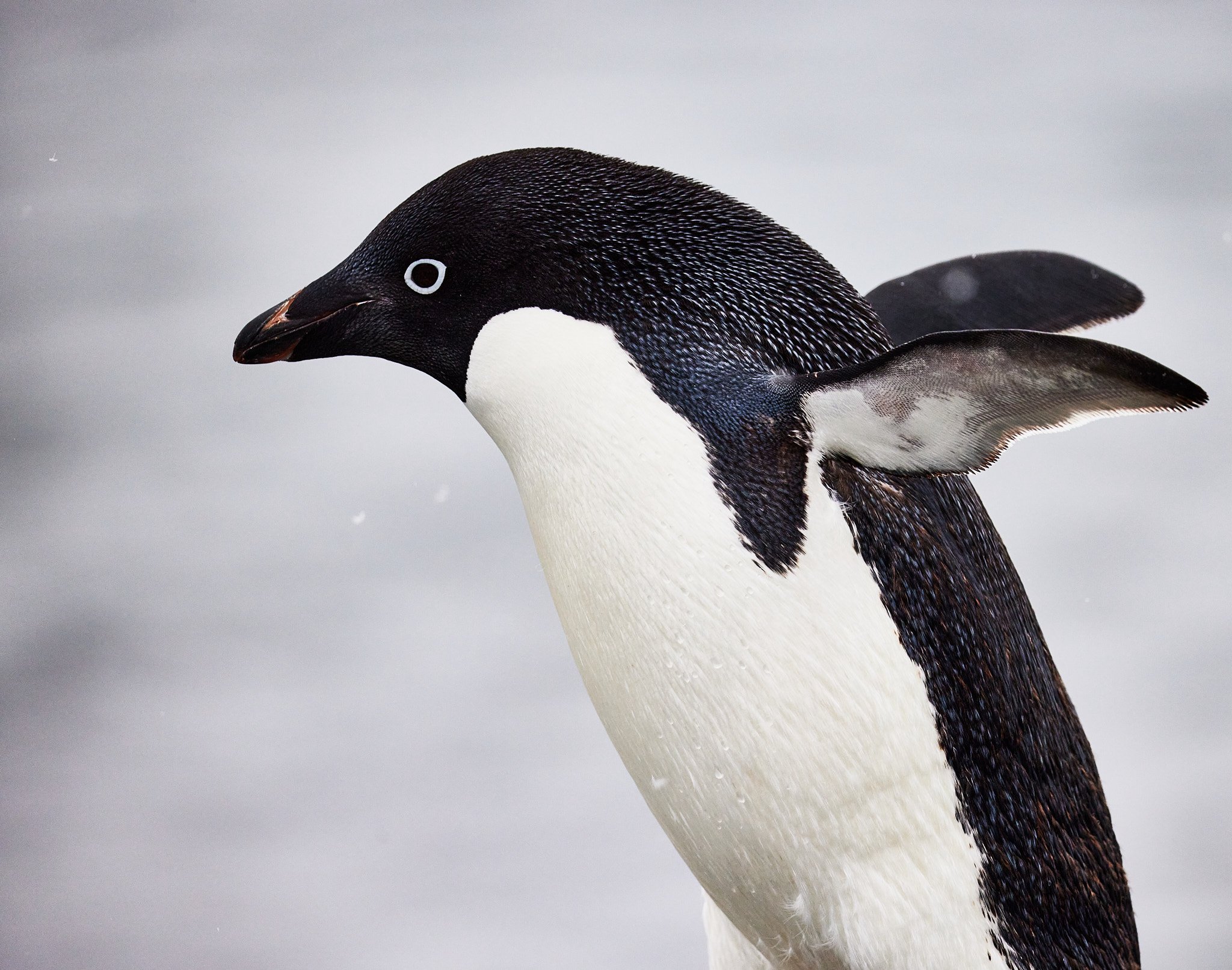AntarticaRAW_5111.jpg