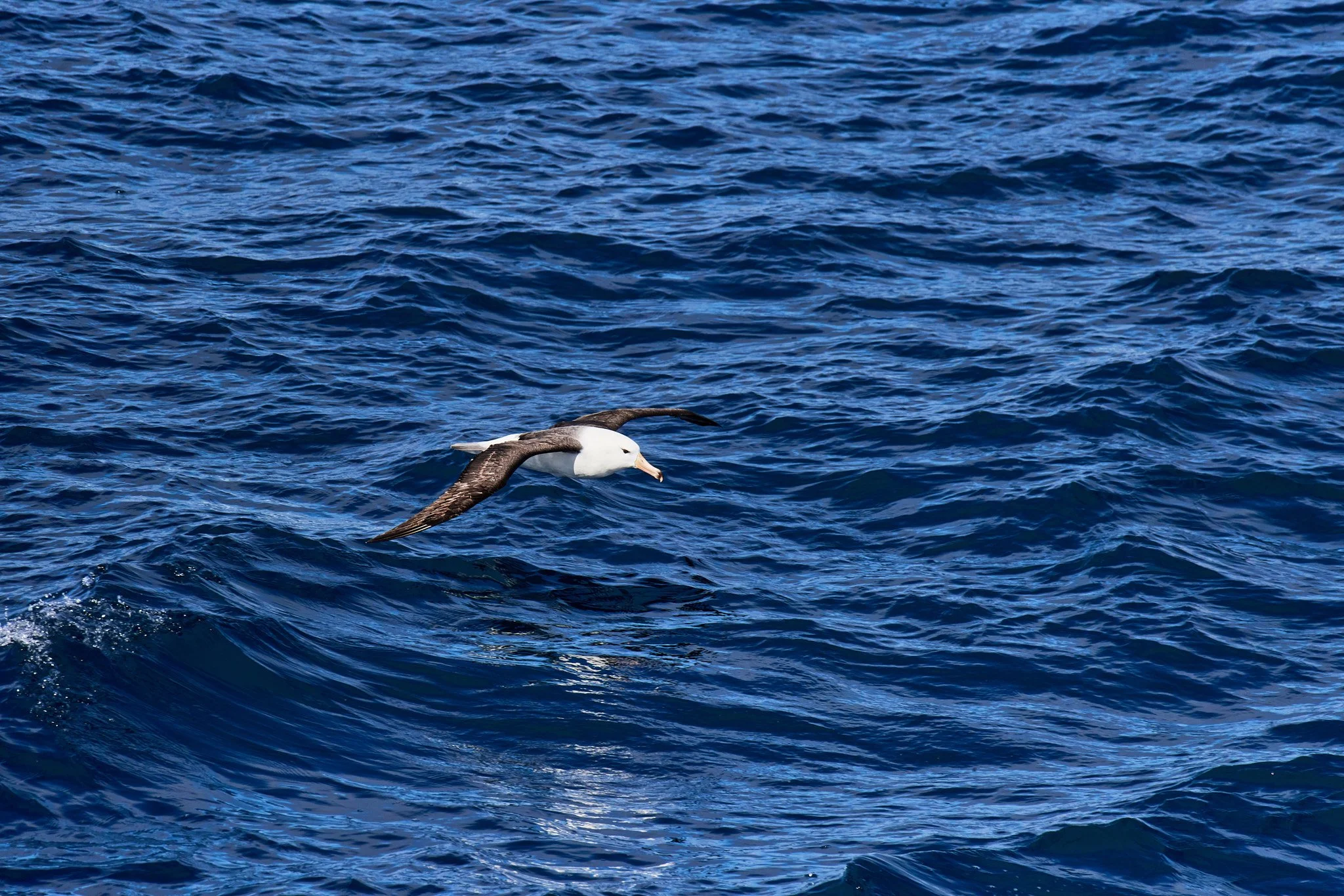 AntarticaRAW_3526.jpg
