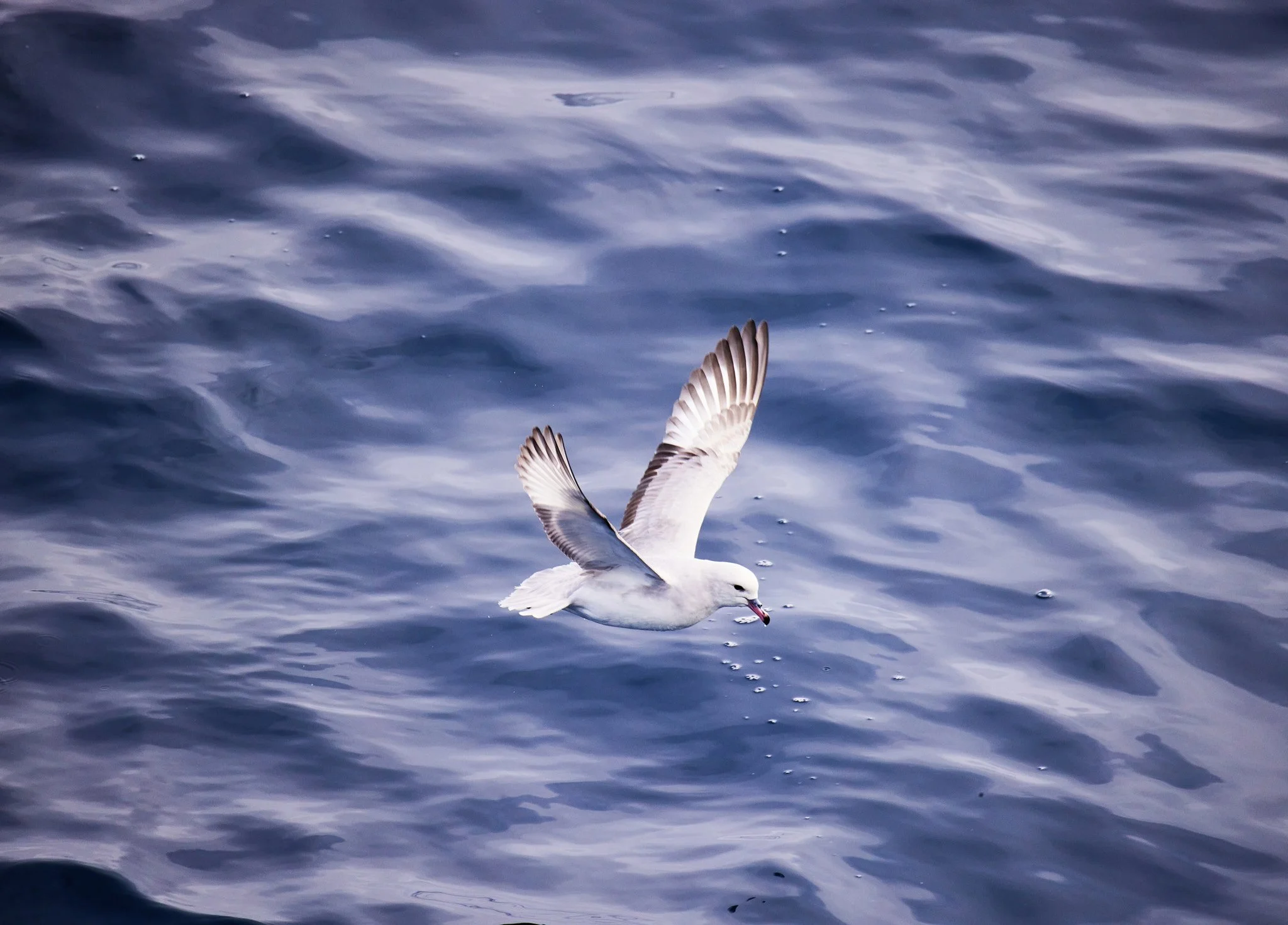 AntarticaRAW_2878.jpg