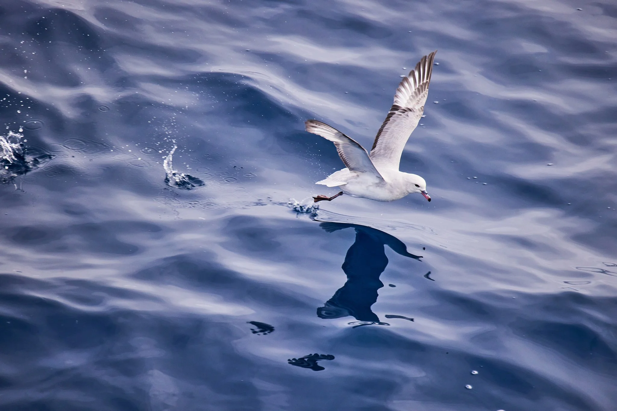 AntarticaRAW_2874.jpg