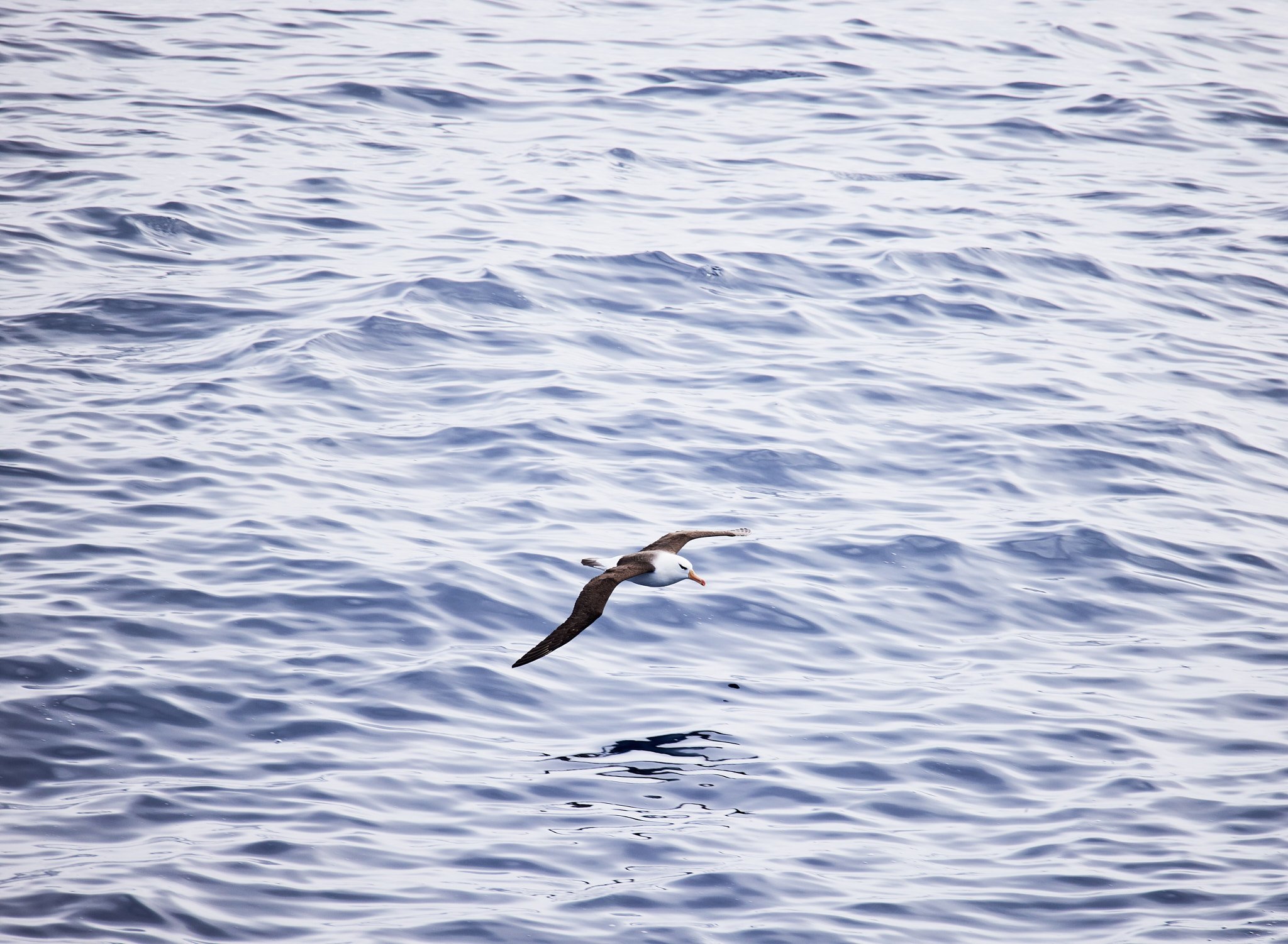 AntarticaRAW_2689.jpg