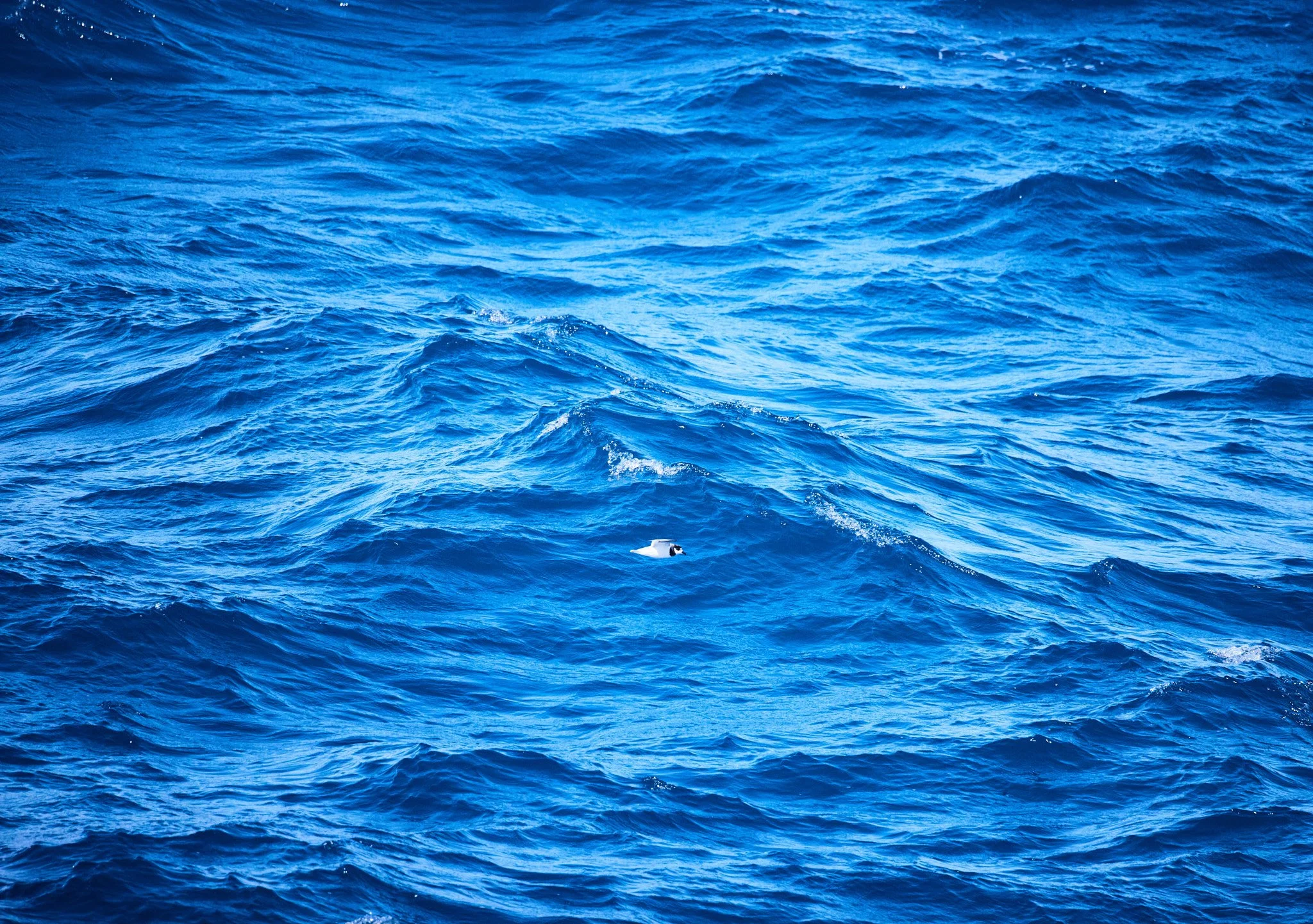 AntarticaRAW_1334.jpg