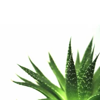 Aloe vera is a great base for beauty.