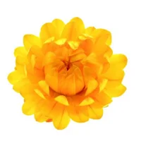 Helichrysum is the best essential oil for anti-aging.