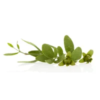 Jojoba seed oil is best for oily skin.