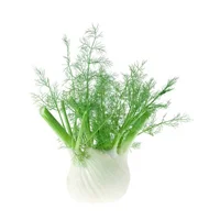 Fennel seed herbal extract is best for blemished skin and anti-aging.