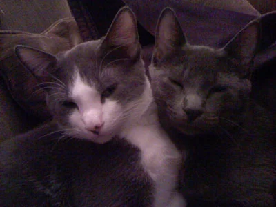 cat-napping.jpg