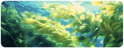 seaweed.jpg