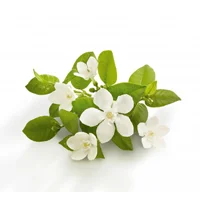 Neroli essential oil is best for dehydrated, sensitive, combination, oily, blemished skin, and anti-aging.