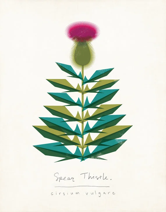 spear thistle