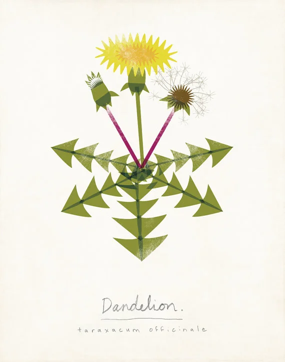 dandelion